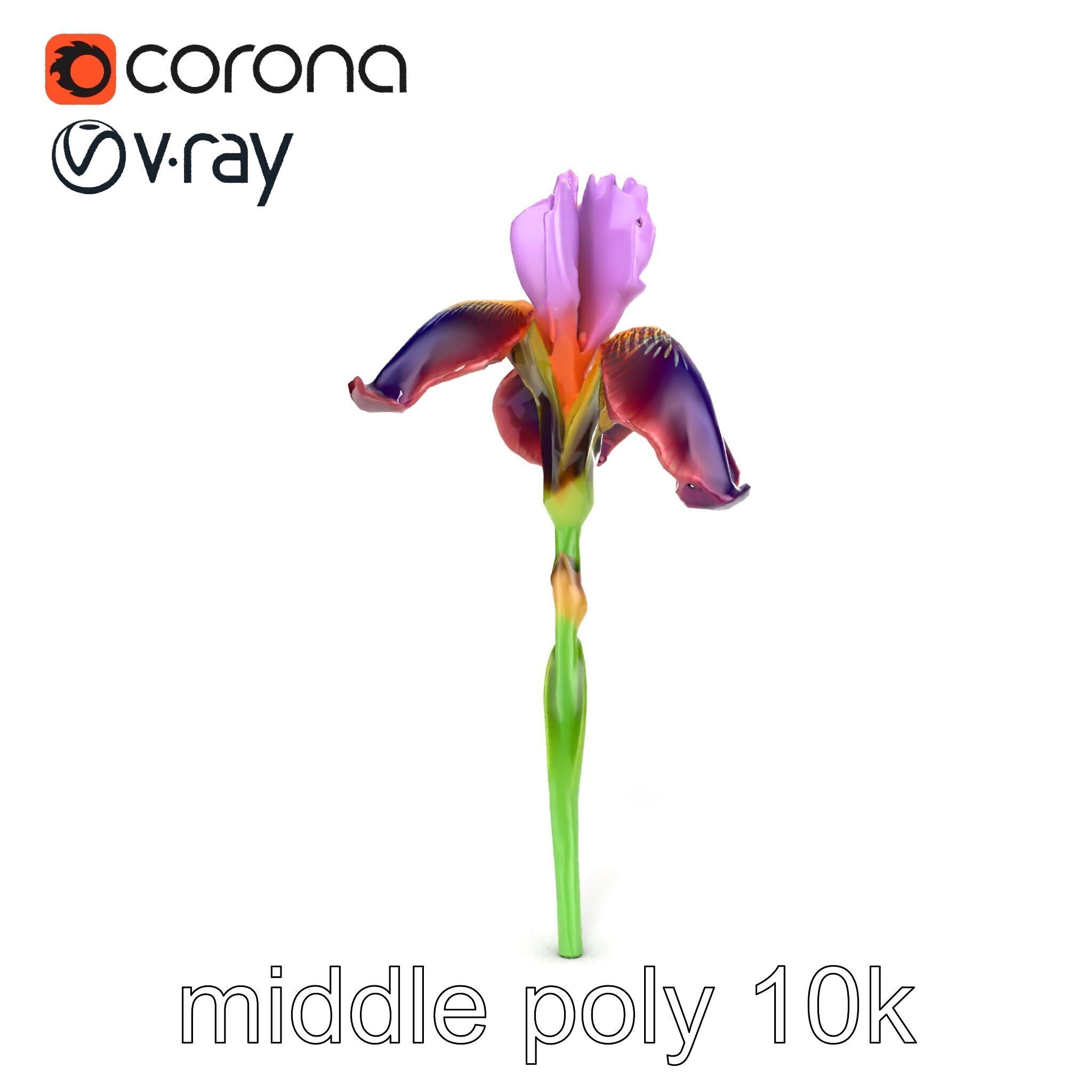 Dwarf Iris Bloom Miniature Elegance model pack Low-poly 3D model_22