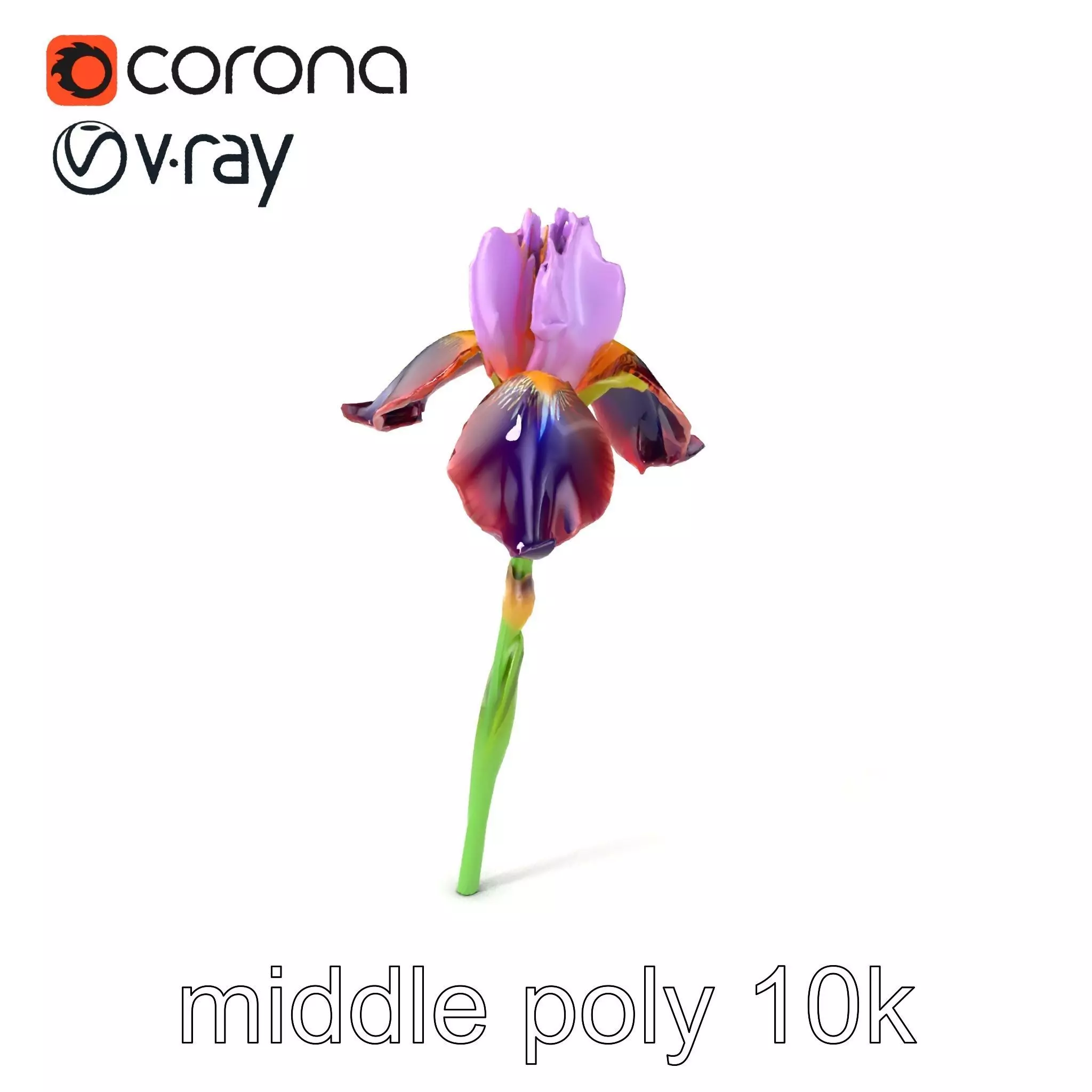 Dwarf Iris Bloom Miniature Elegance model pack Low-poly 3D model_0