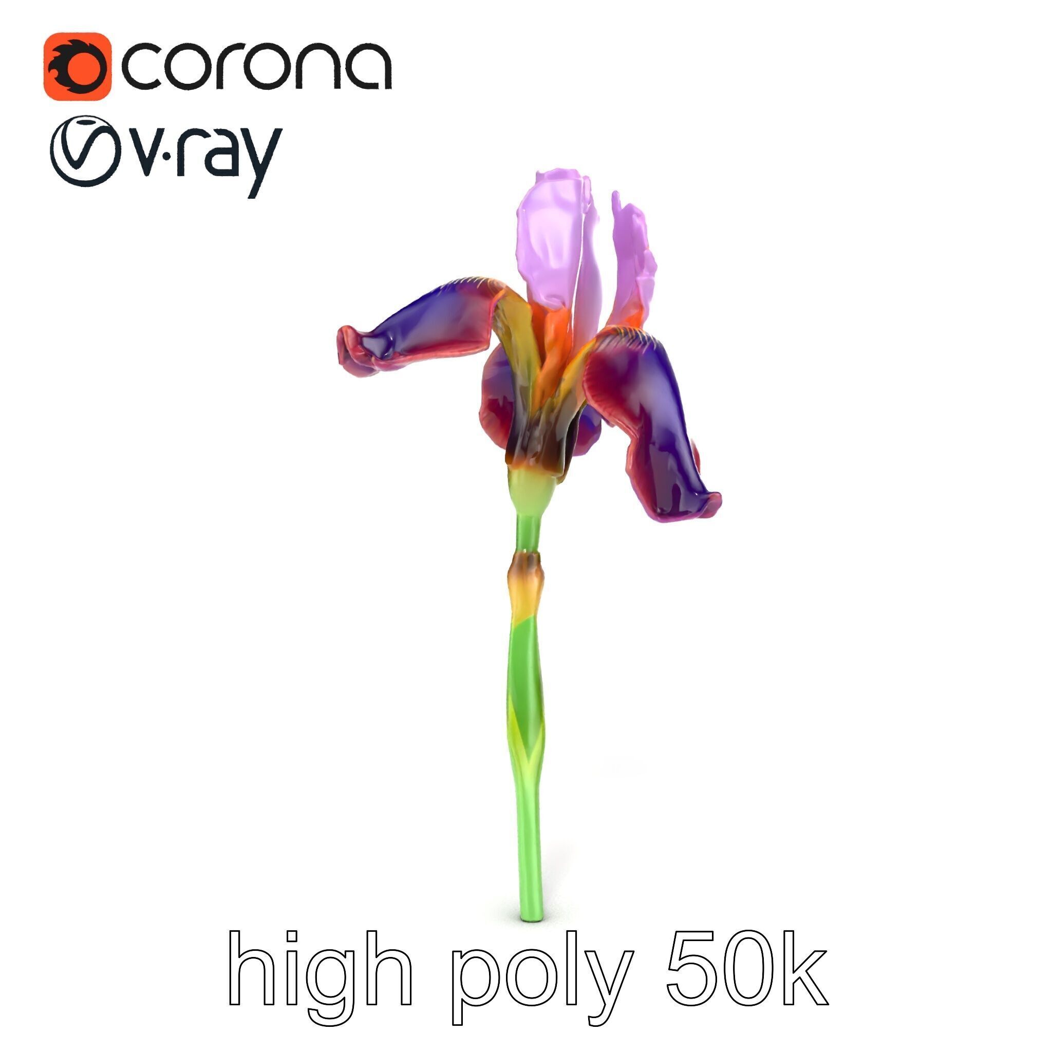 Dwarf Iris Bloom Miniature Elegance model pack Low-poly 3D model_19