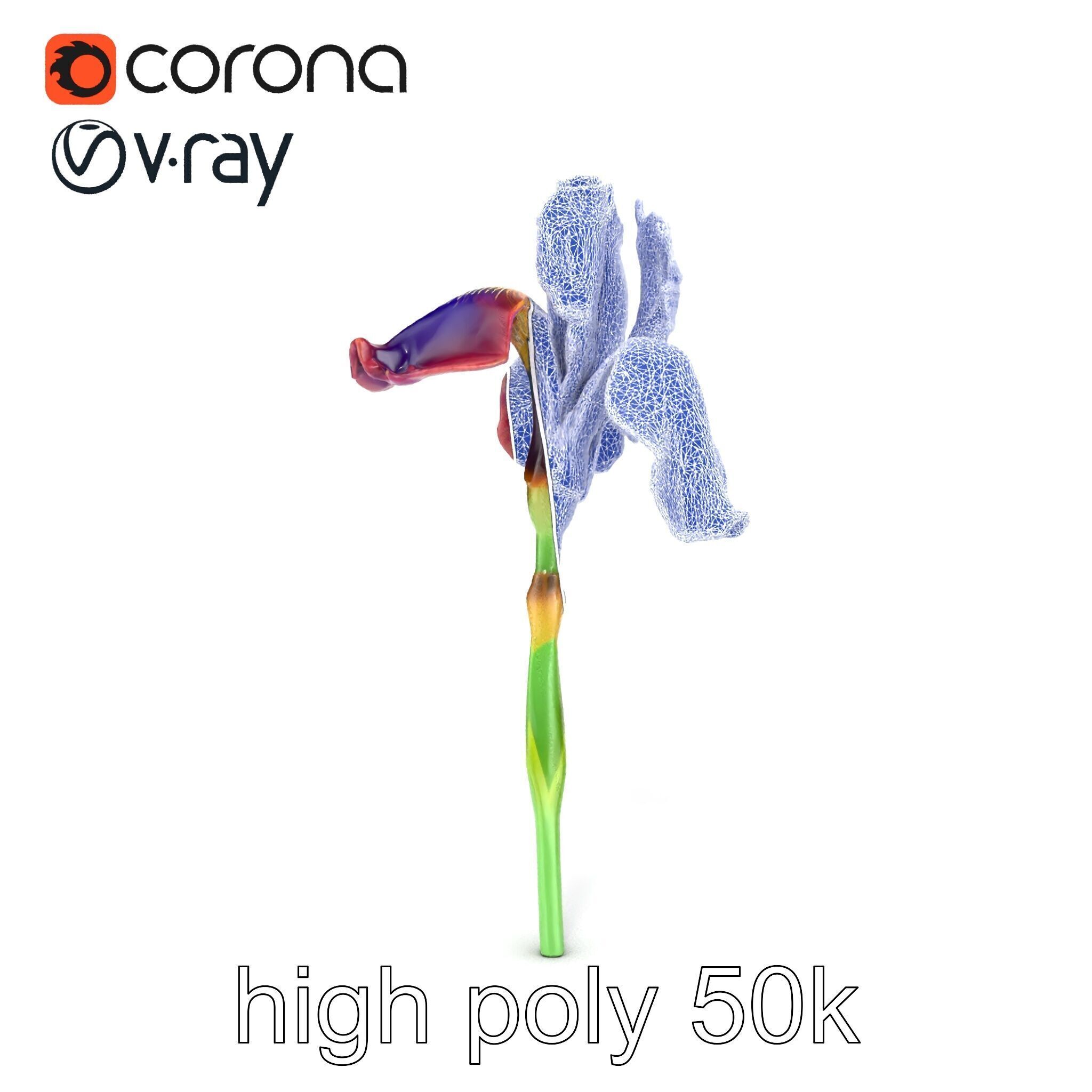 Dwarf Iris Bloom Miniature Elegance model pack Low-poly 3D model_28