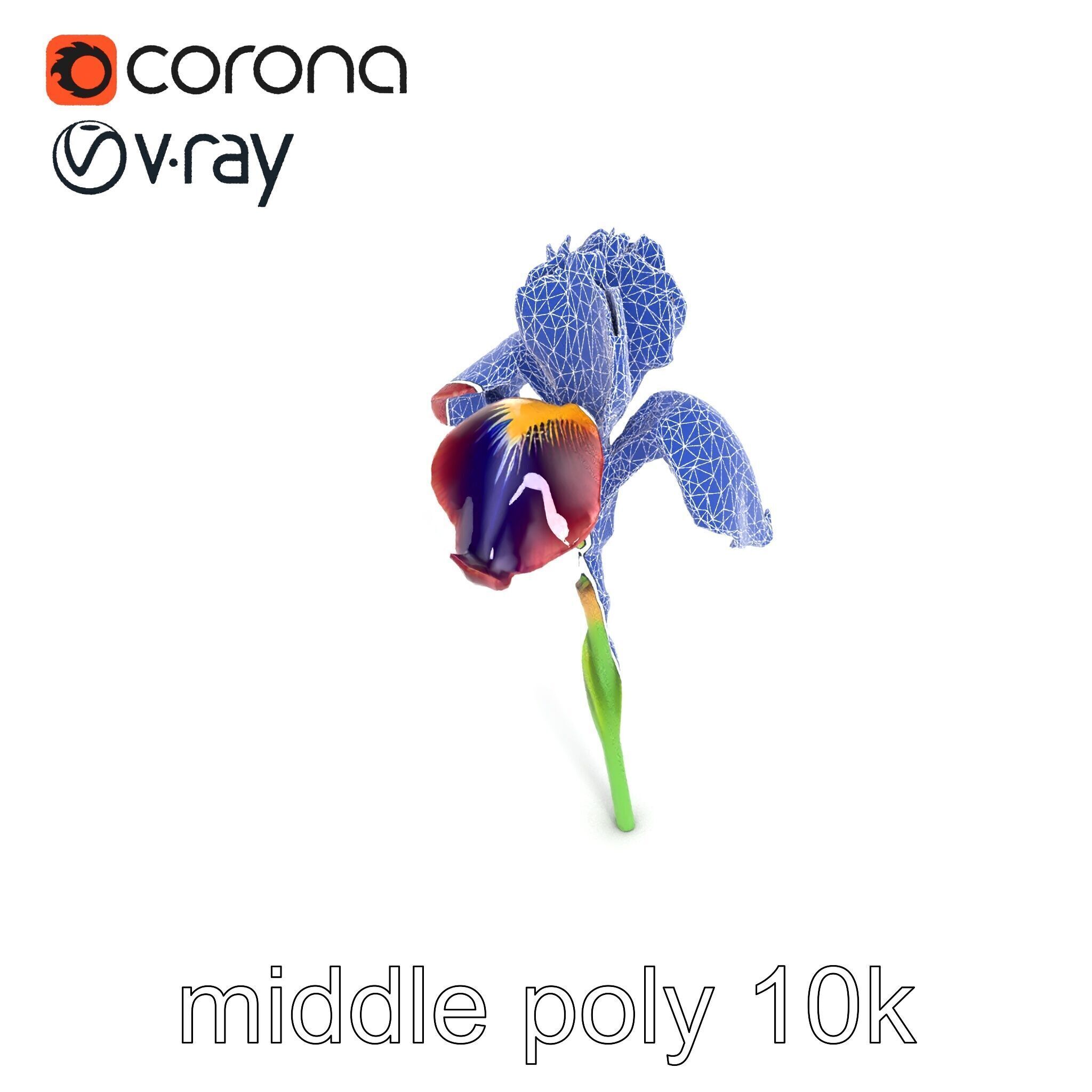 Dwarf Iris Bloom Miniature Elegance model pack Low-poly 3D model_16
