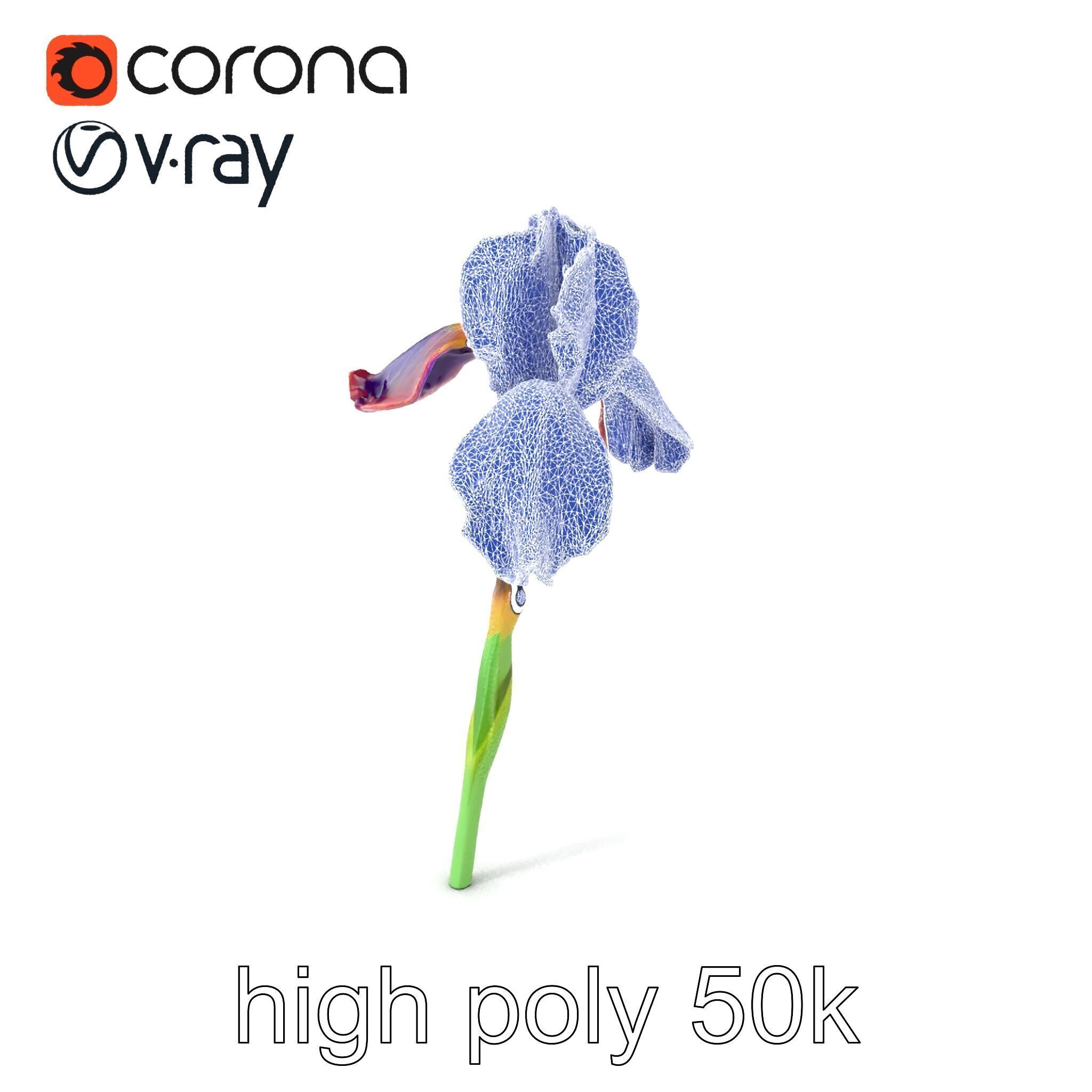 Dwarf Iris Bloom Miniature Elegance model pack Low-poly 3D model_1
