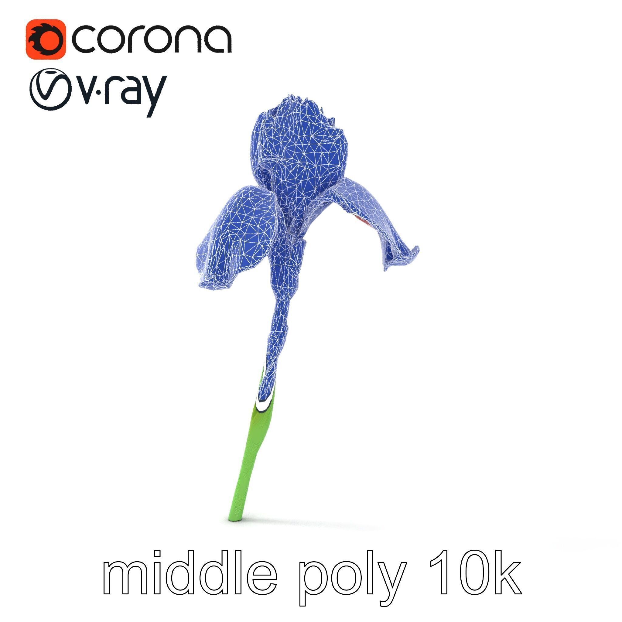 Dwarf Iris Bloom Miniature Elegance model pack Low-poly 3D model_27