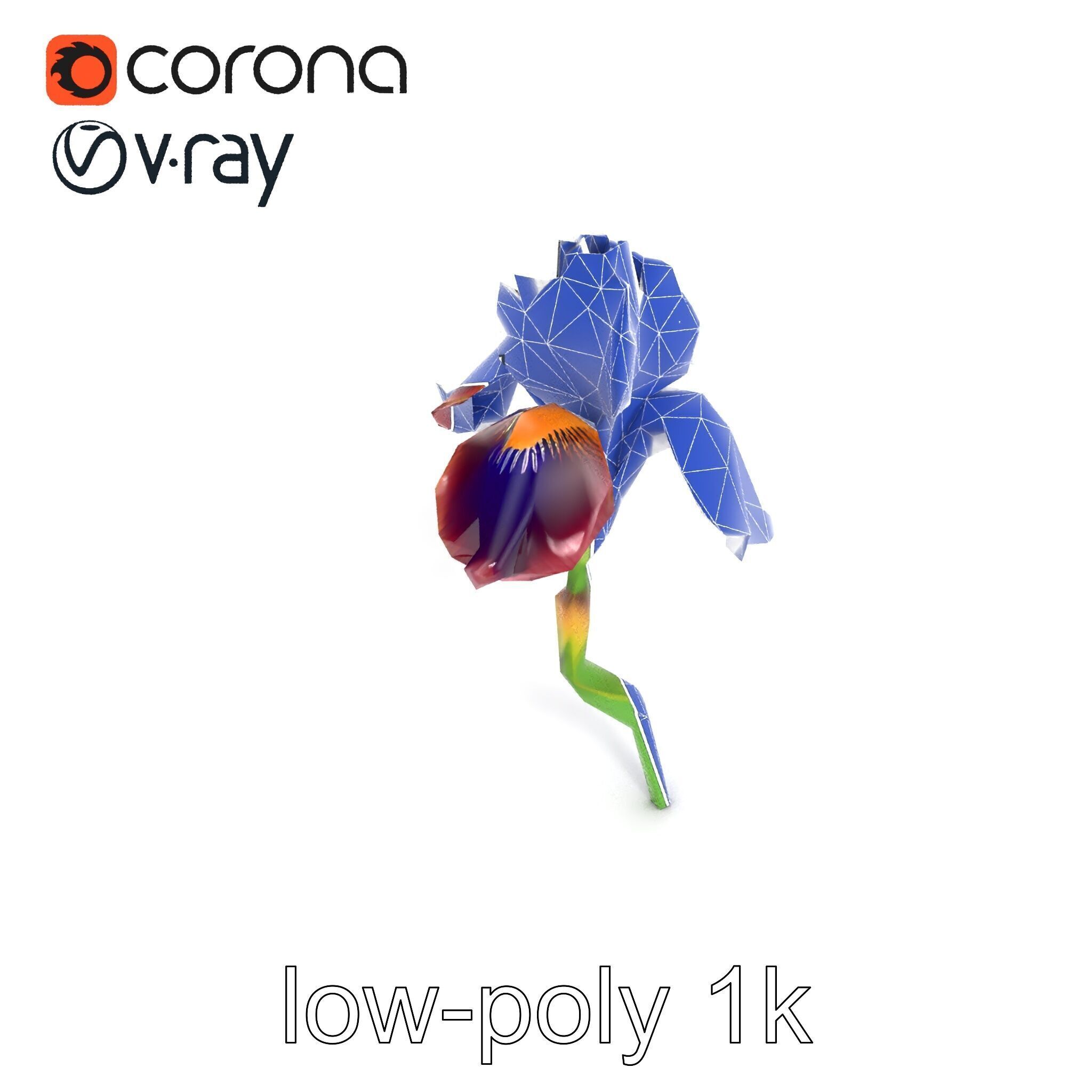 Dwarf Iris Bloom Miniature Elegance model pack Low-poly 3D model_21