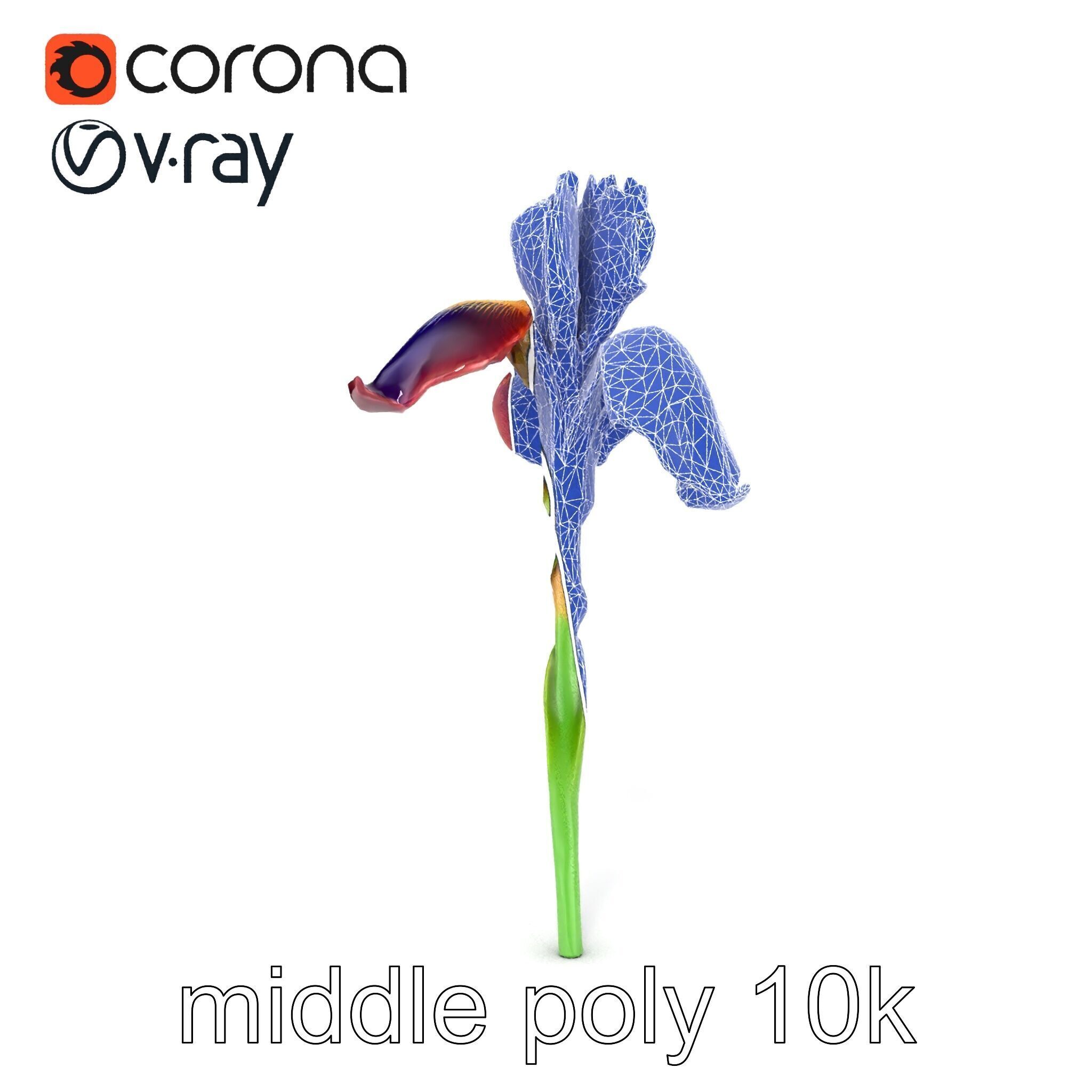 Dwarf Iris Bloom Miniature Elegance model pack Low-poly 3D model_17
