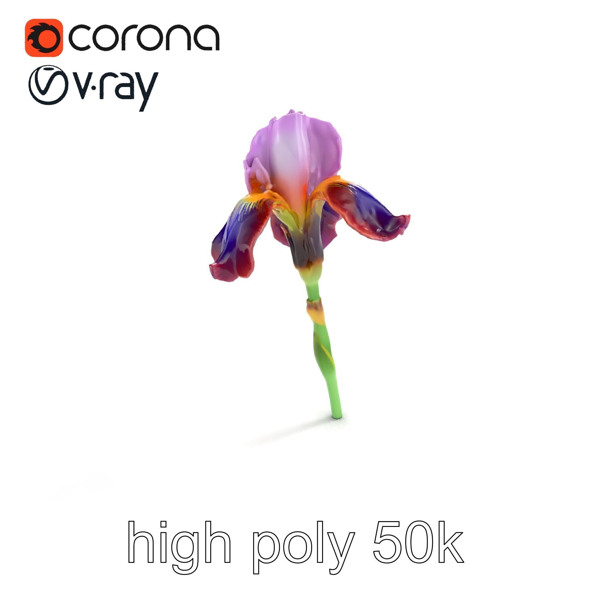 Dwarf Iris Bloom Miniature Elegance model pack Low-poly 3D model_9
