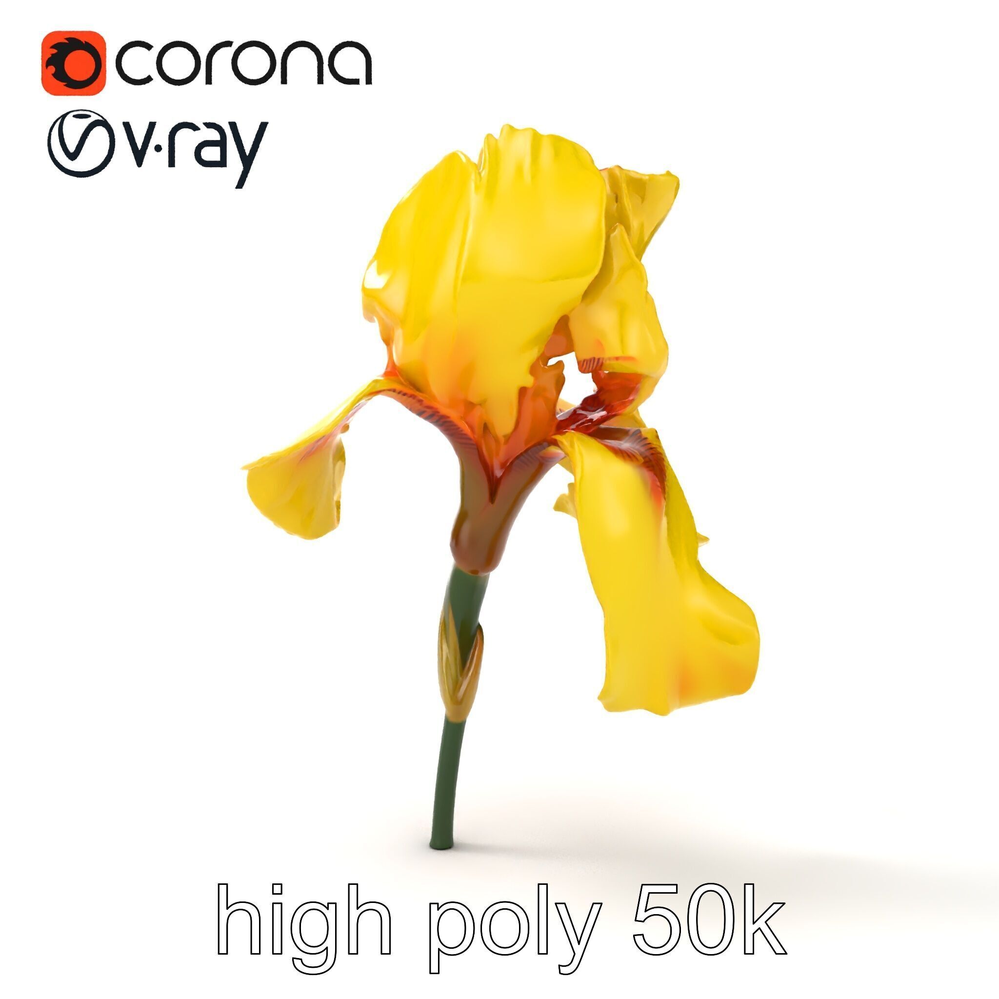 Yellow Iris Flower Model Pack Low-poly 3D model_32