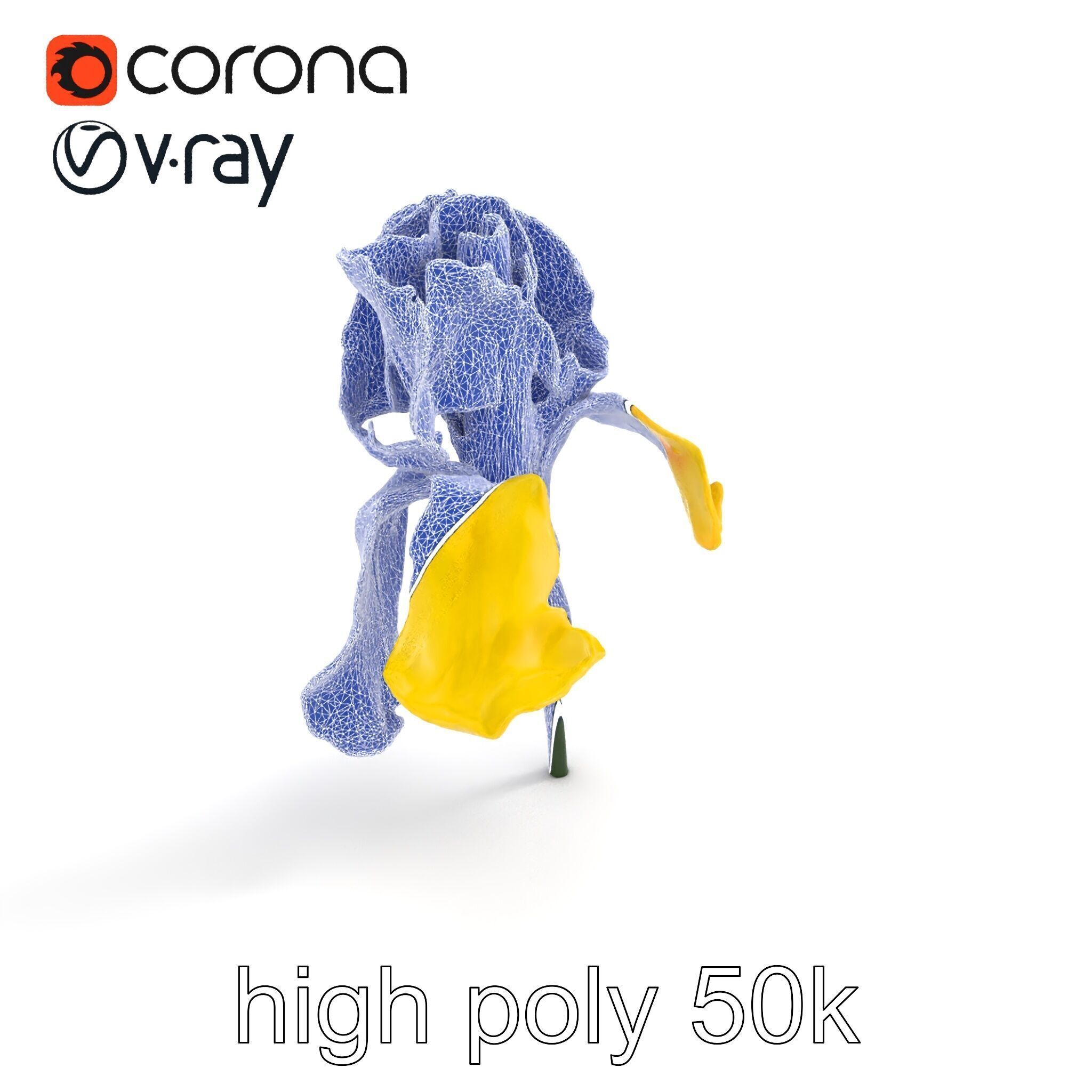 Yellow Iris Flower Model Pack Low-poly 3D model_15