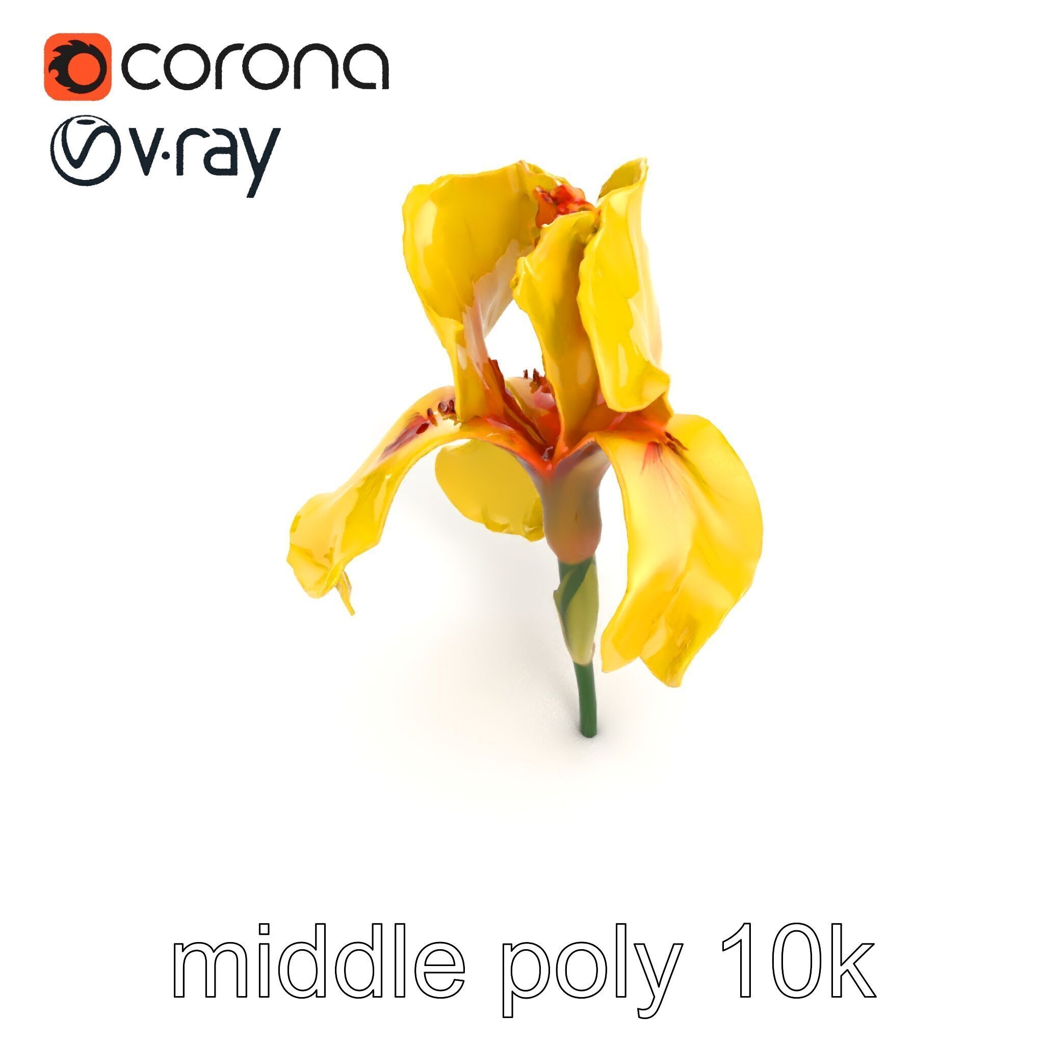 Yellow Iris Flower Model Pack Low-poly 3D model_18