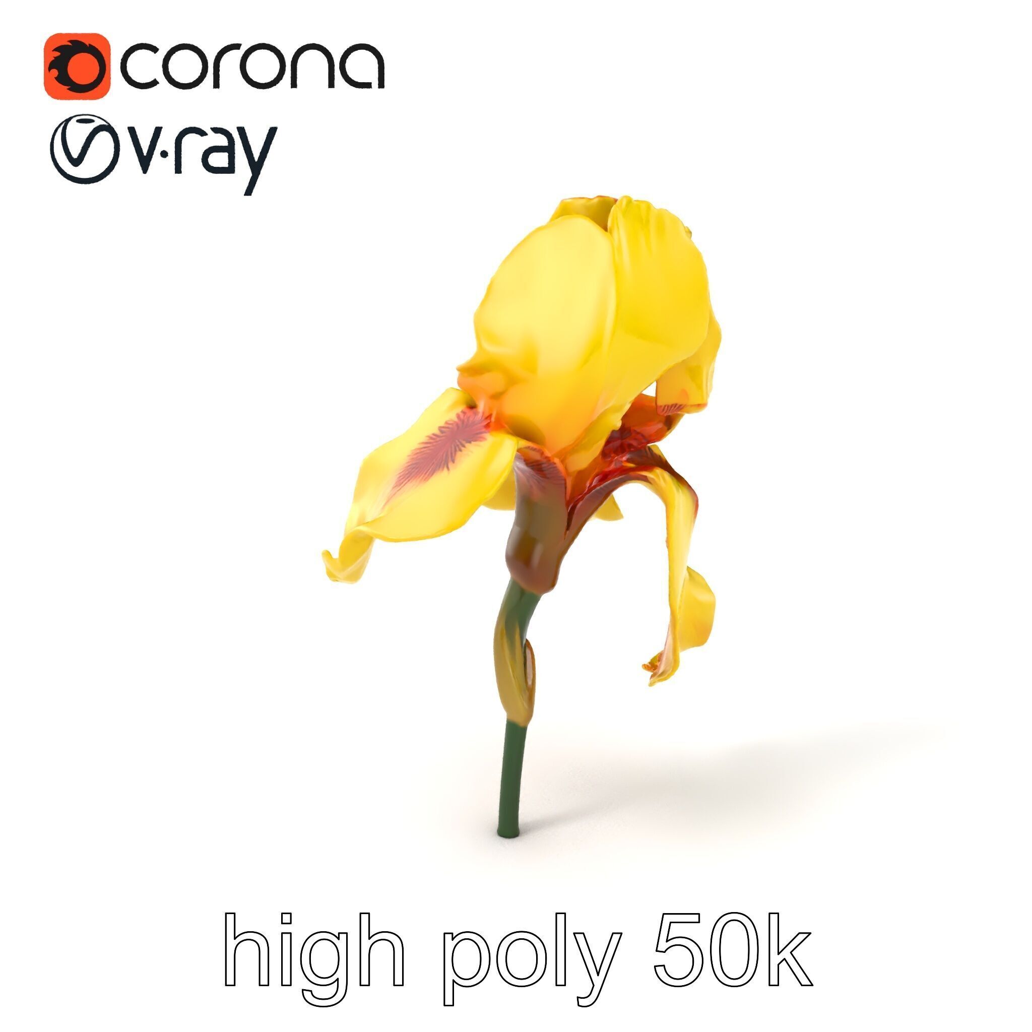 Yellow Iris Flower Model Pack Low-poly 3D model_2