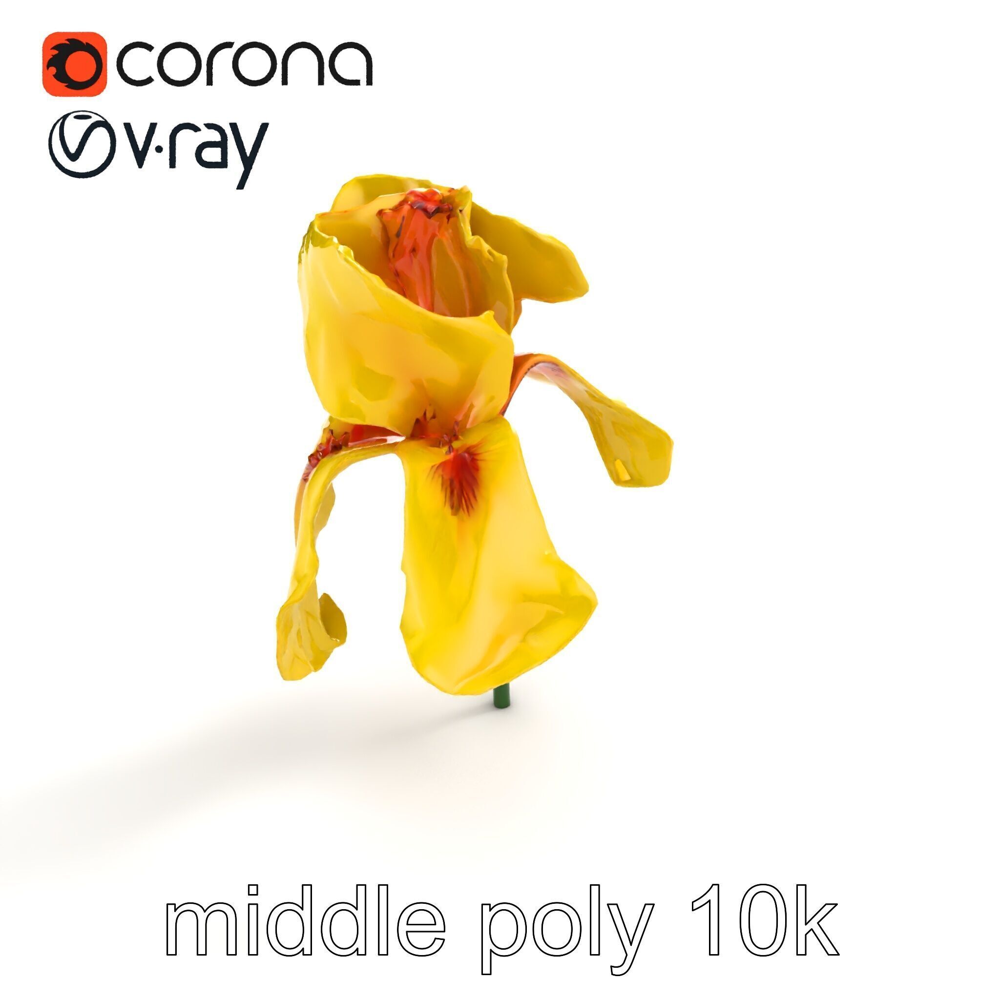 Yellow Iris Flower Model Pack Low-poly 3D model_8