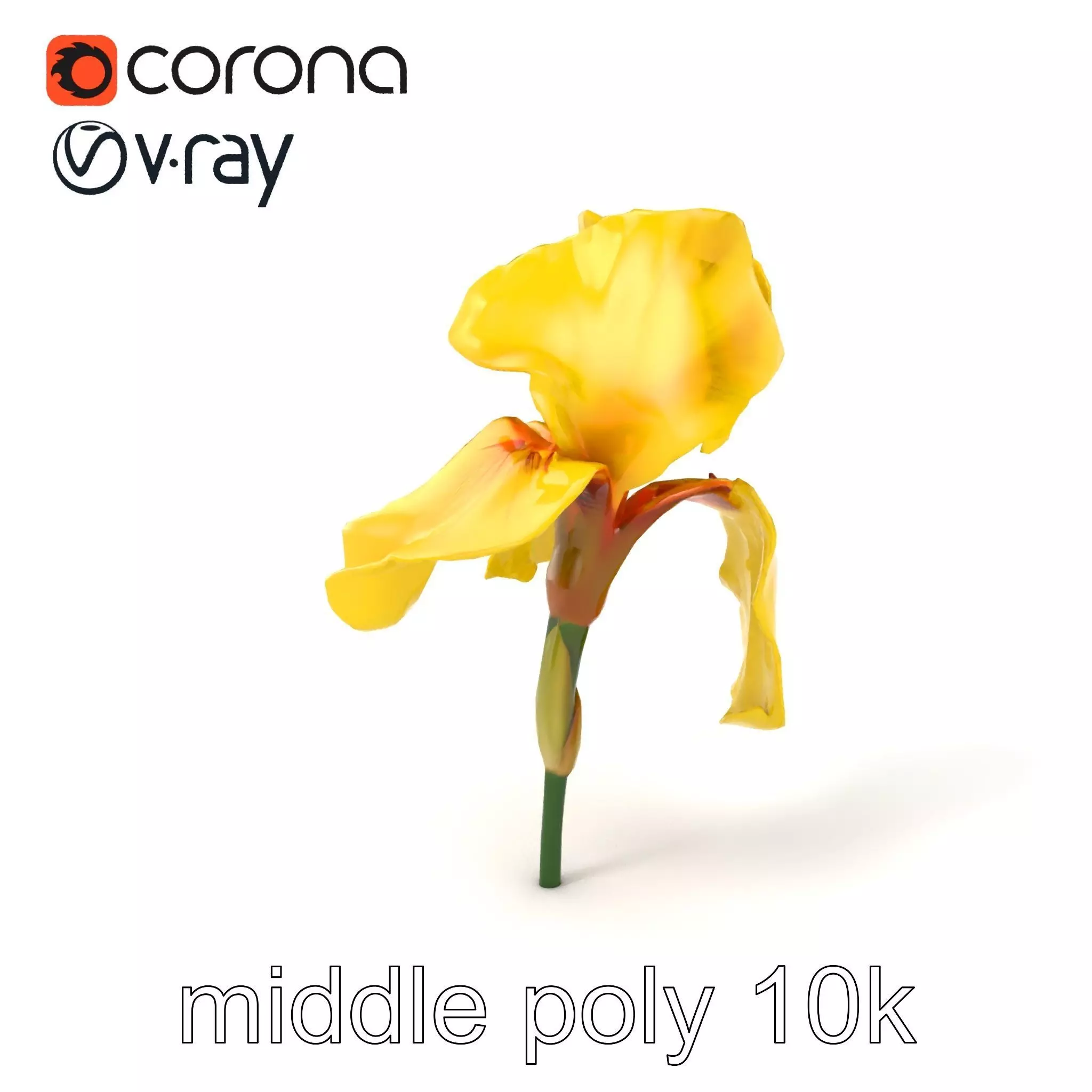 Yellow Iris Flower Model Pack Low-poly 3D model_0