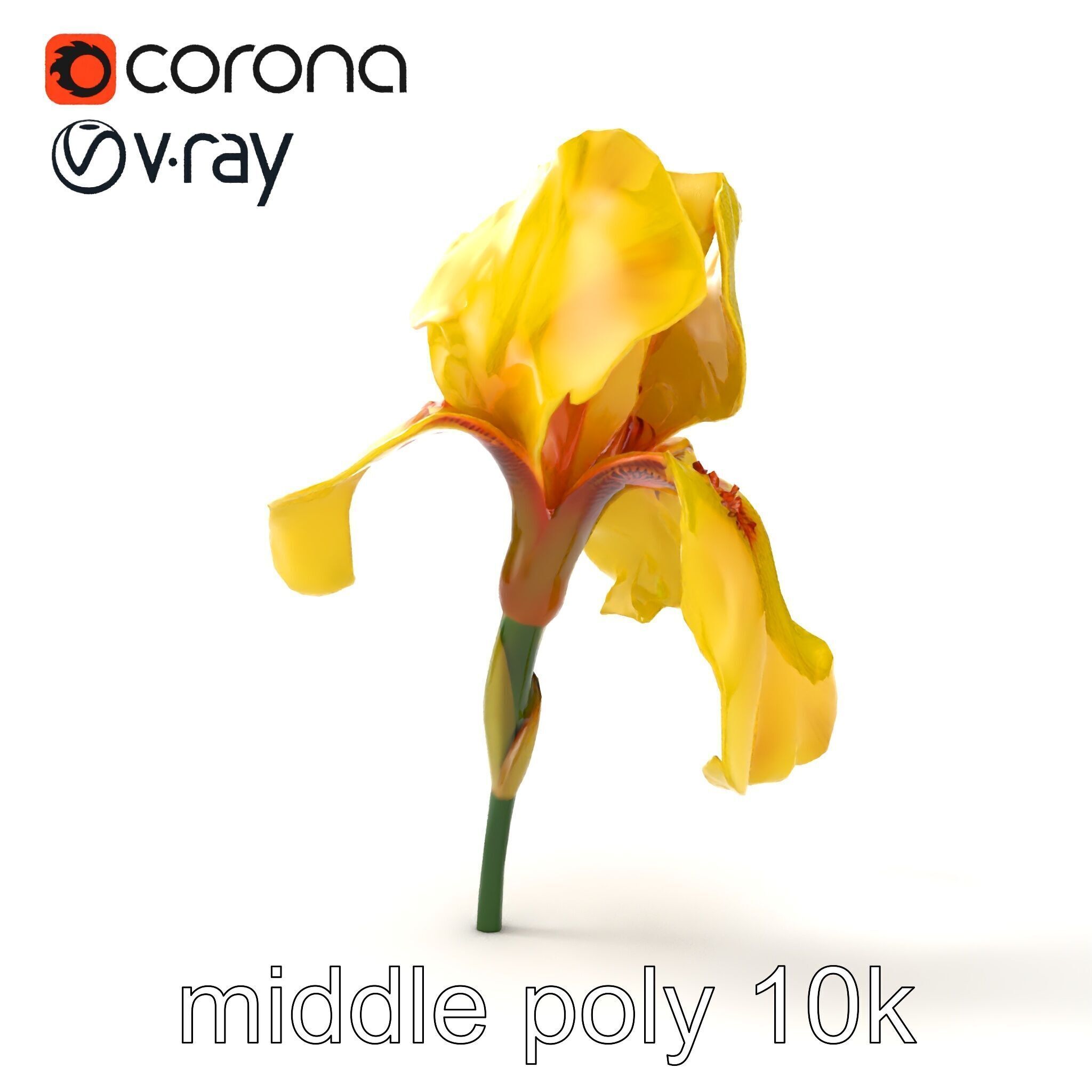 Yellow Iris Flower Model Pack Low-poly 3D model_29