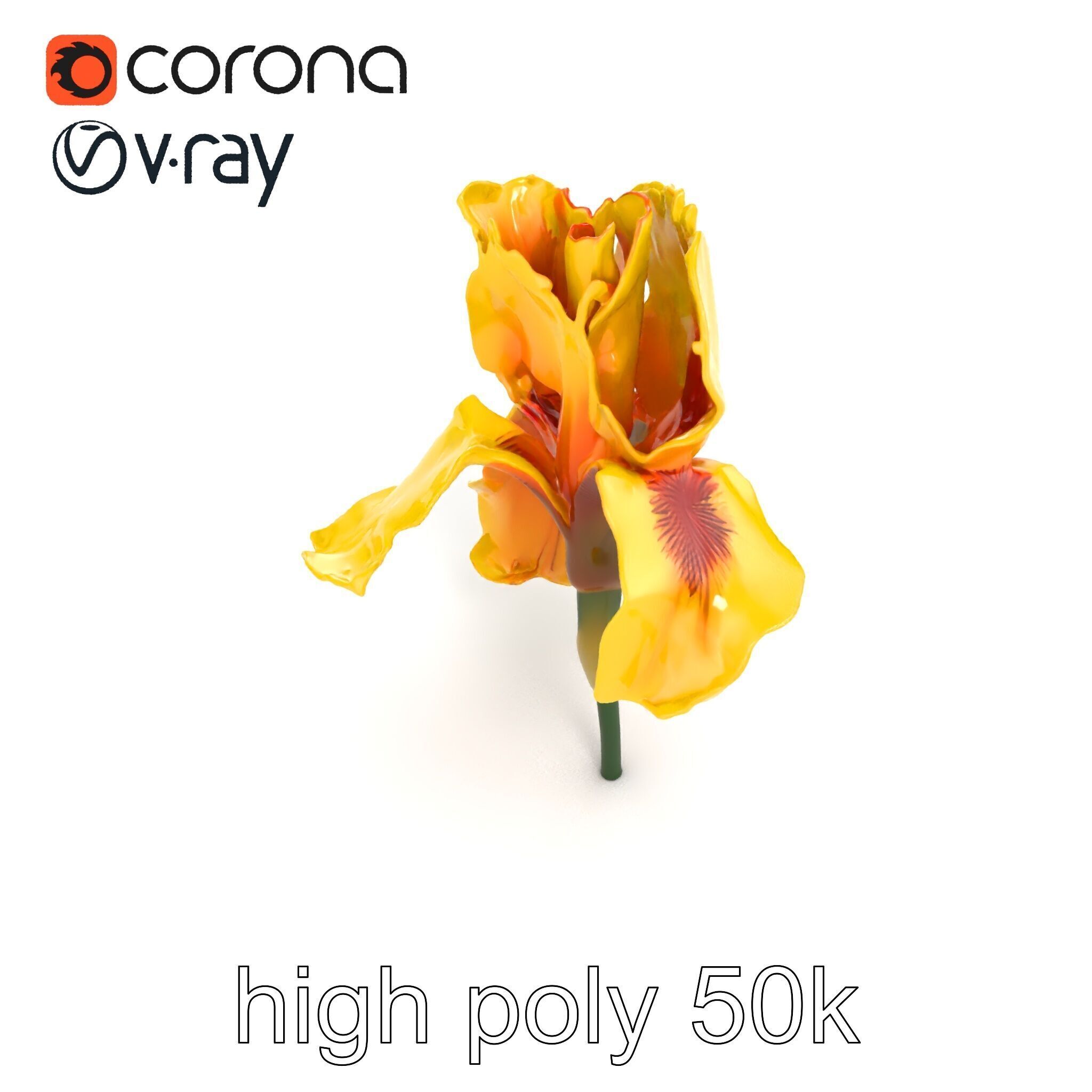 Yellow Iris Flower Model Pack Low-poly 3D model_17