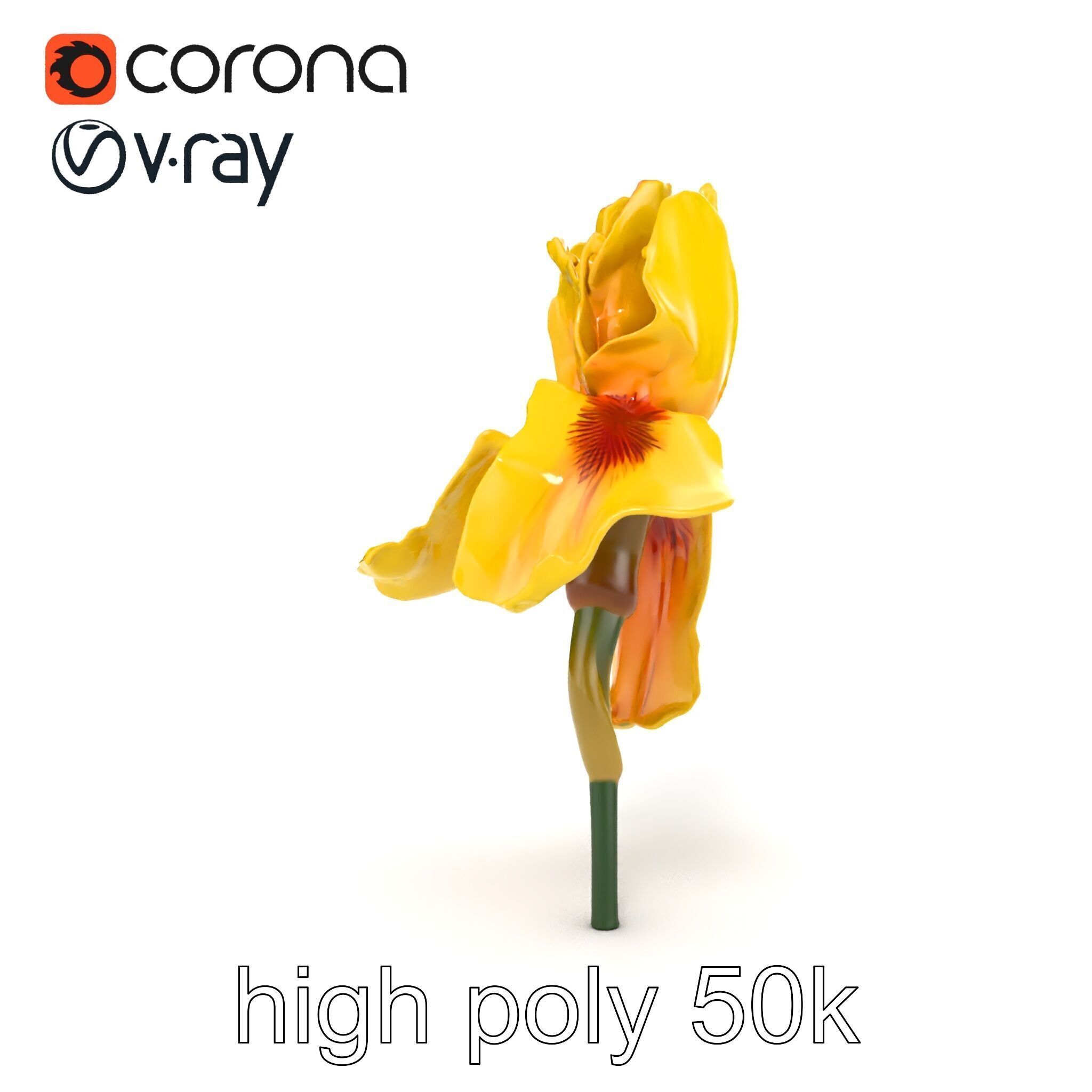 Yellow Iris Flower Model Pack Low-poly 3D model_21