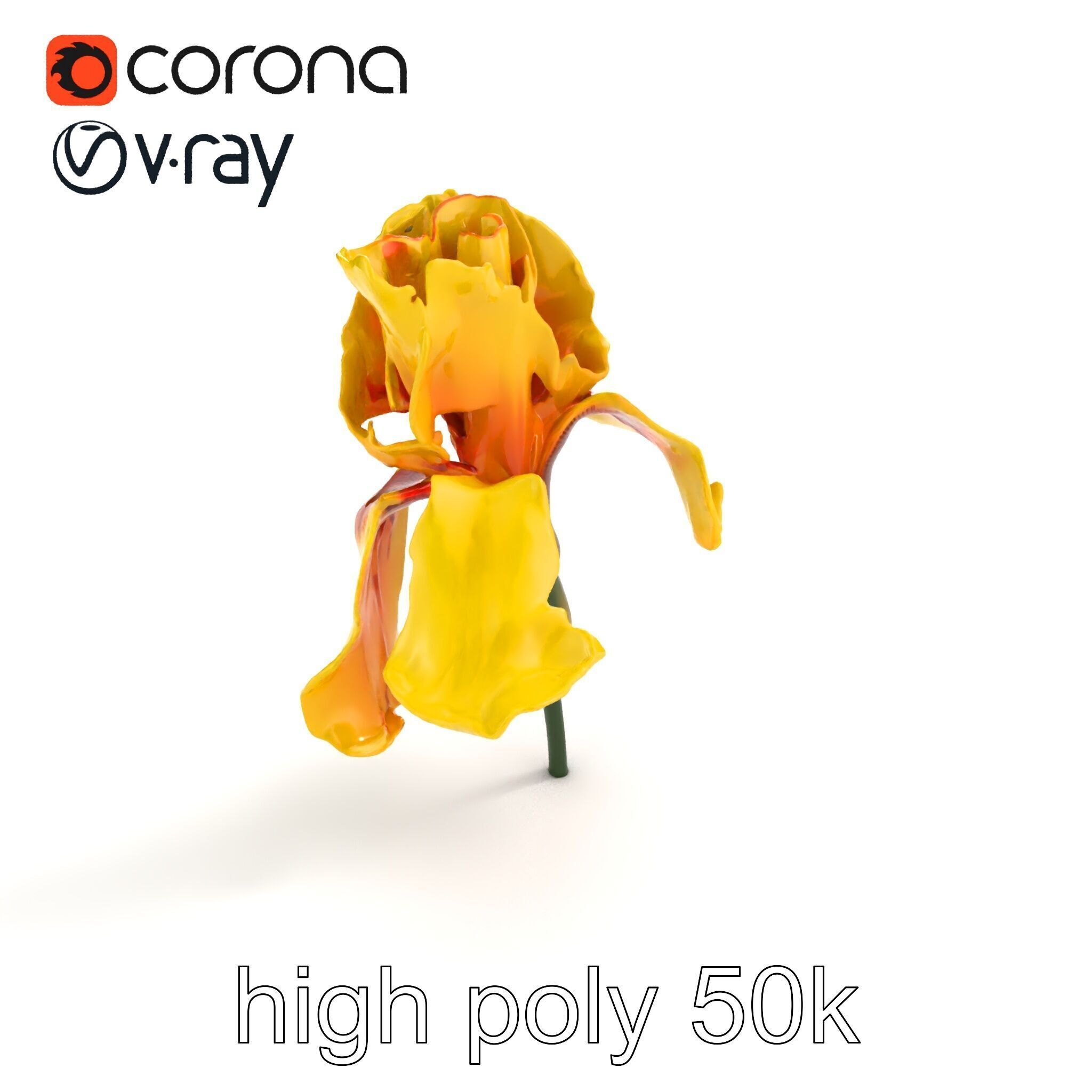 Yellow Iris Flower Model Pack Low-poly 3D model_13