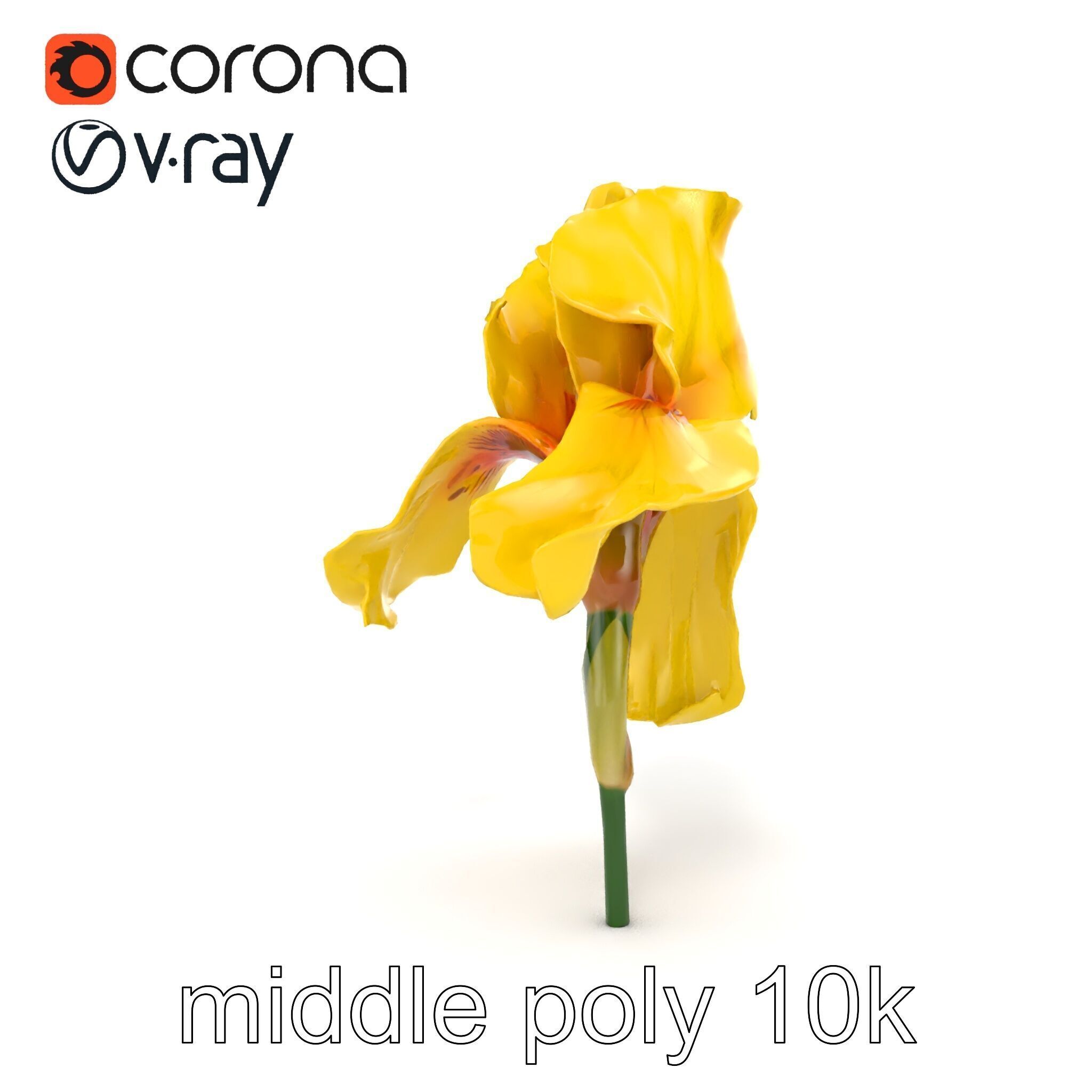 Yellow Iris Flower Model Pack Low-poly 3D model_14