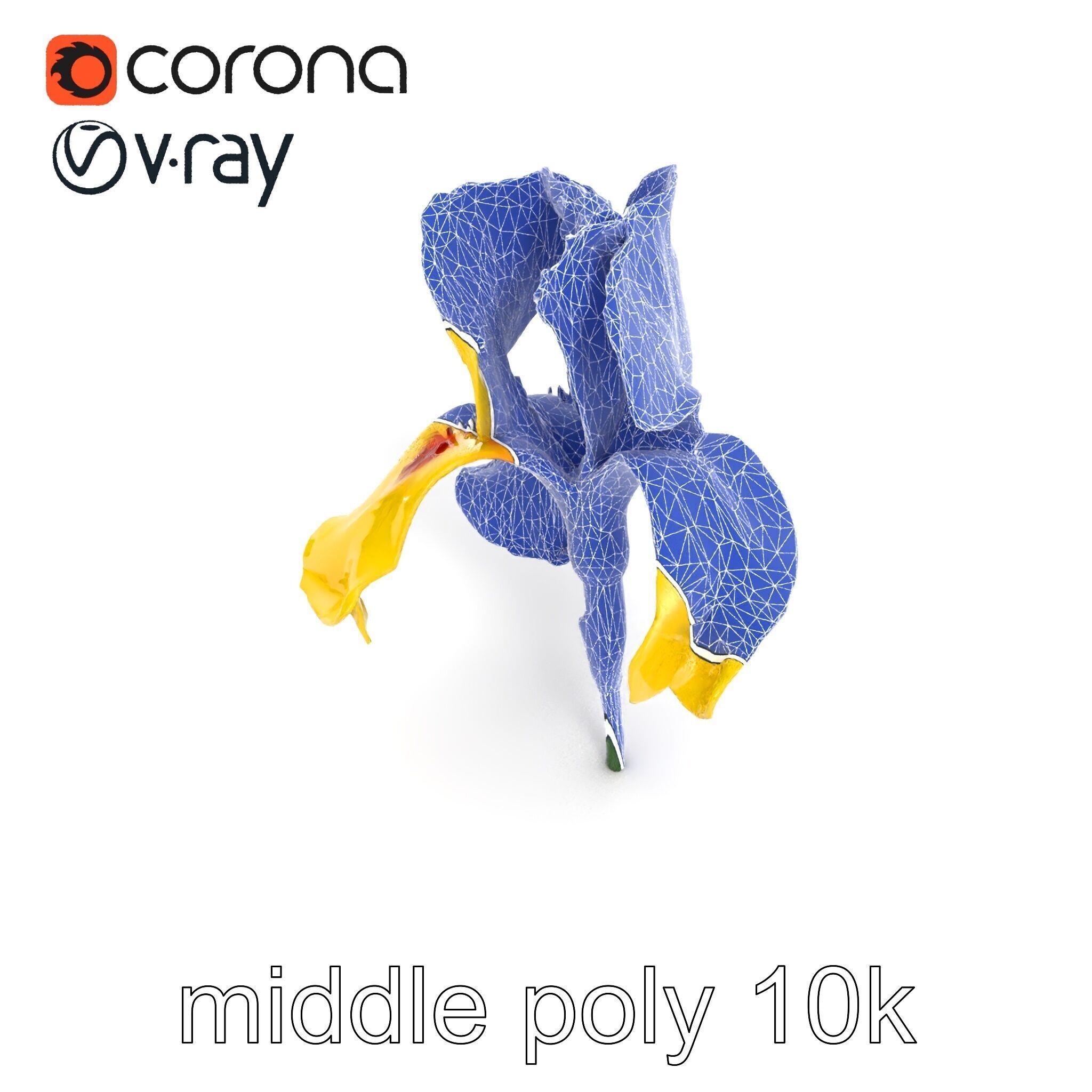 Yellow Iris Flower Model Pack Low-poly 3D model_31