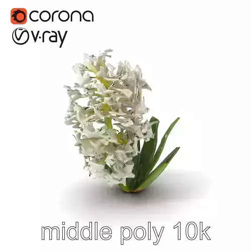 White Hyacinth Flower Realistic Model Pack
