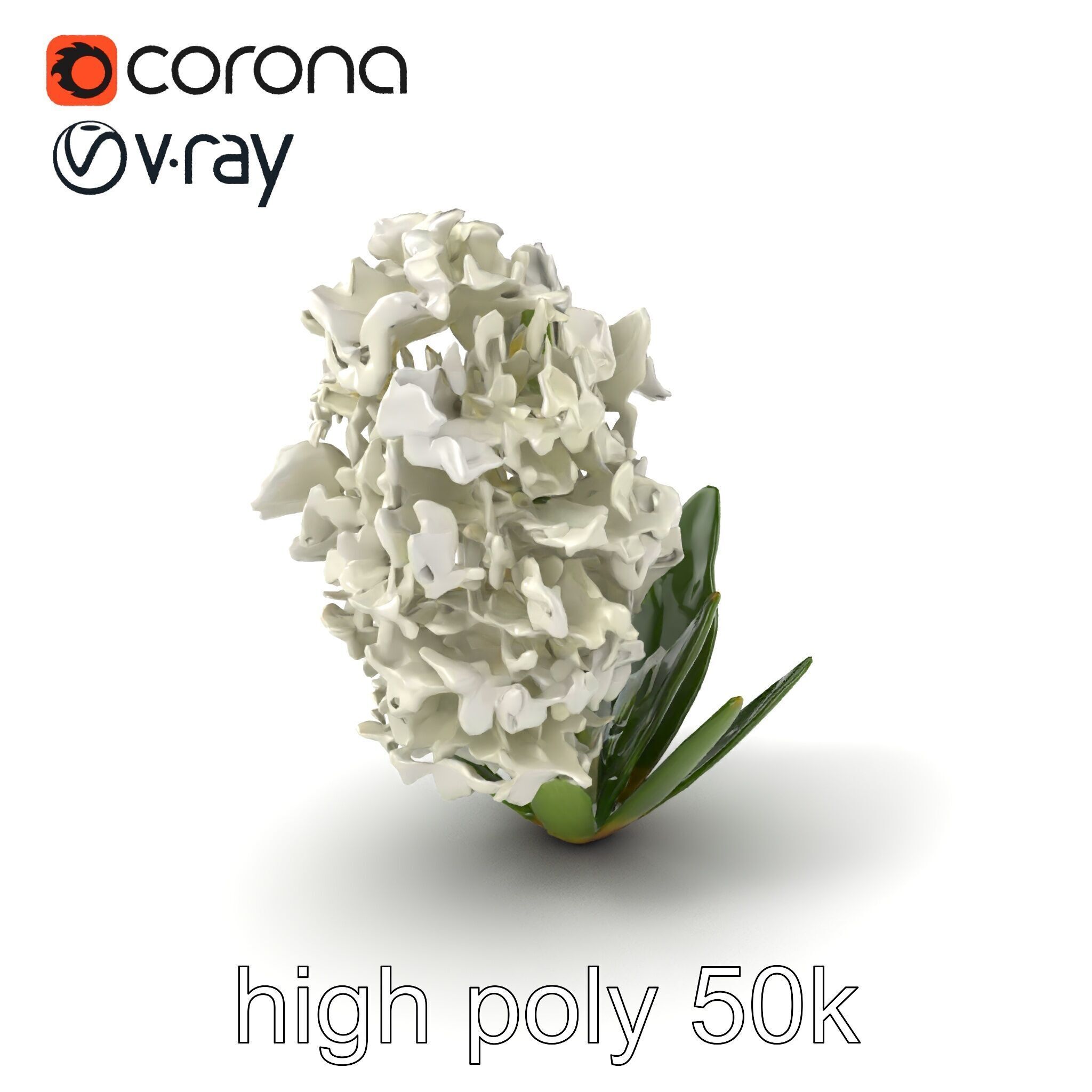 White Hyacinth Flower Realistic Model Pack Low-poly 3D model_2
