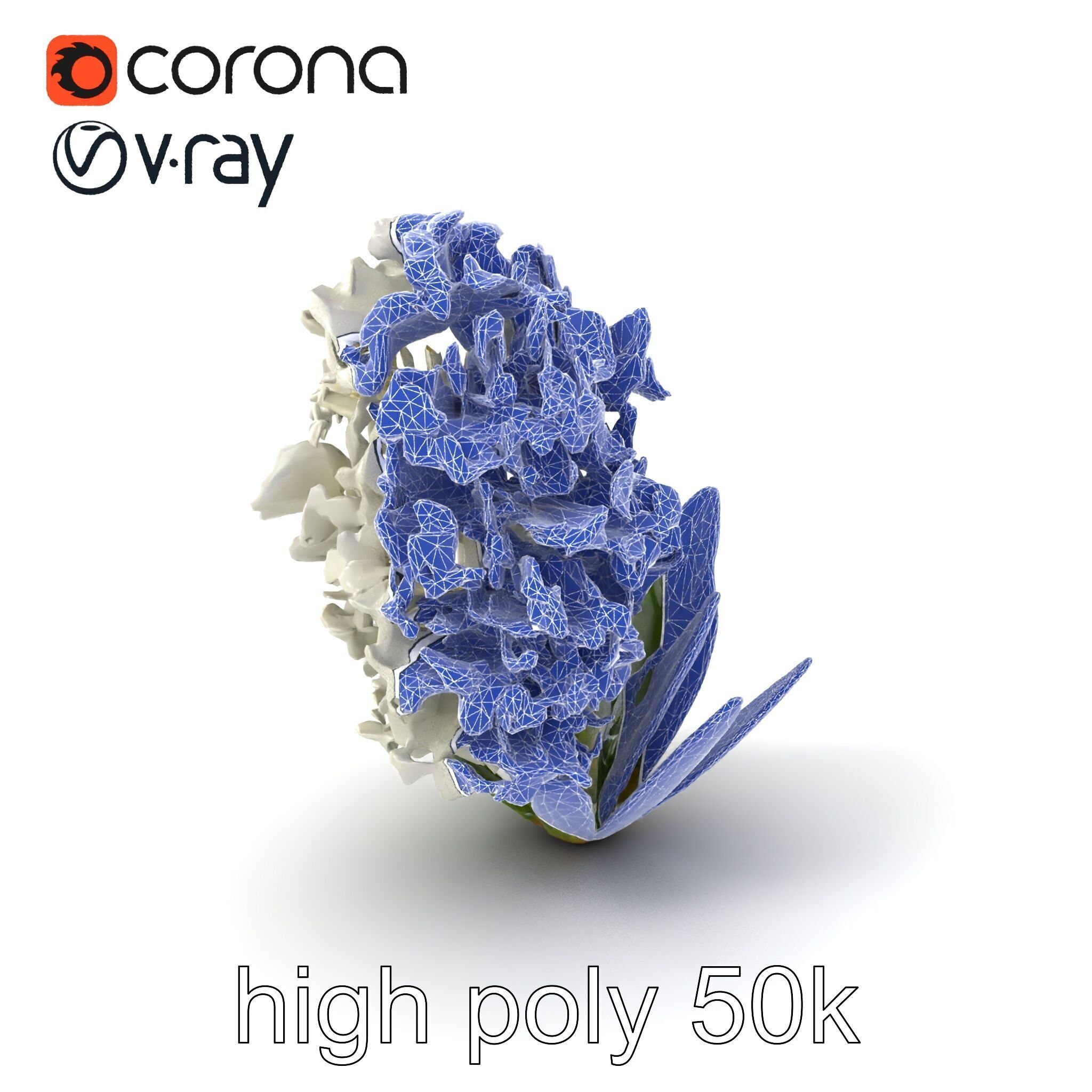 White Hyacinth Flower Realistic Model Pack Low-poly 3D model_1