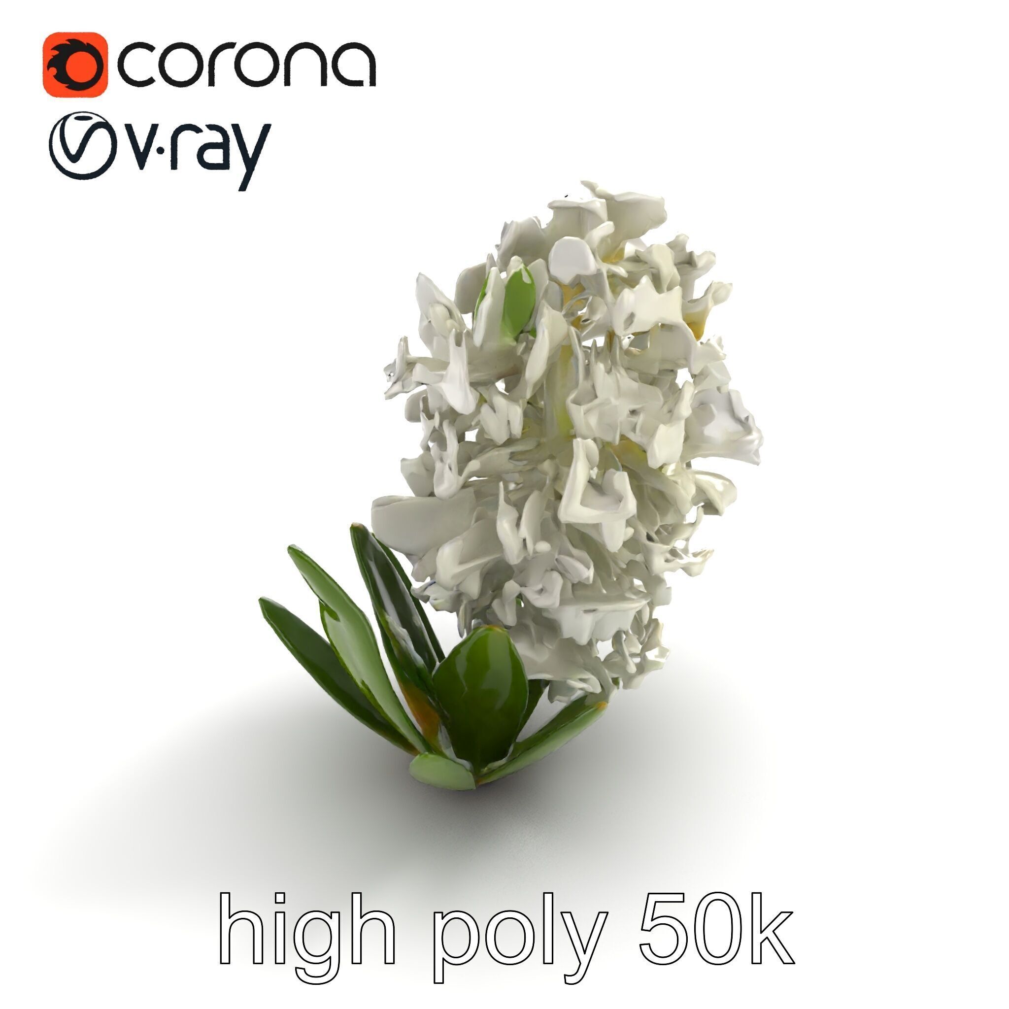 White Hyacinth Flower Realistic Model Pack Low-poly 3D model_9