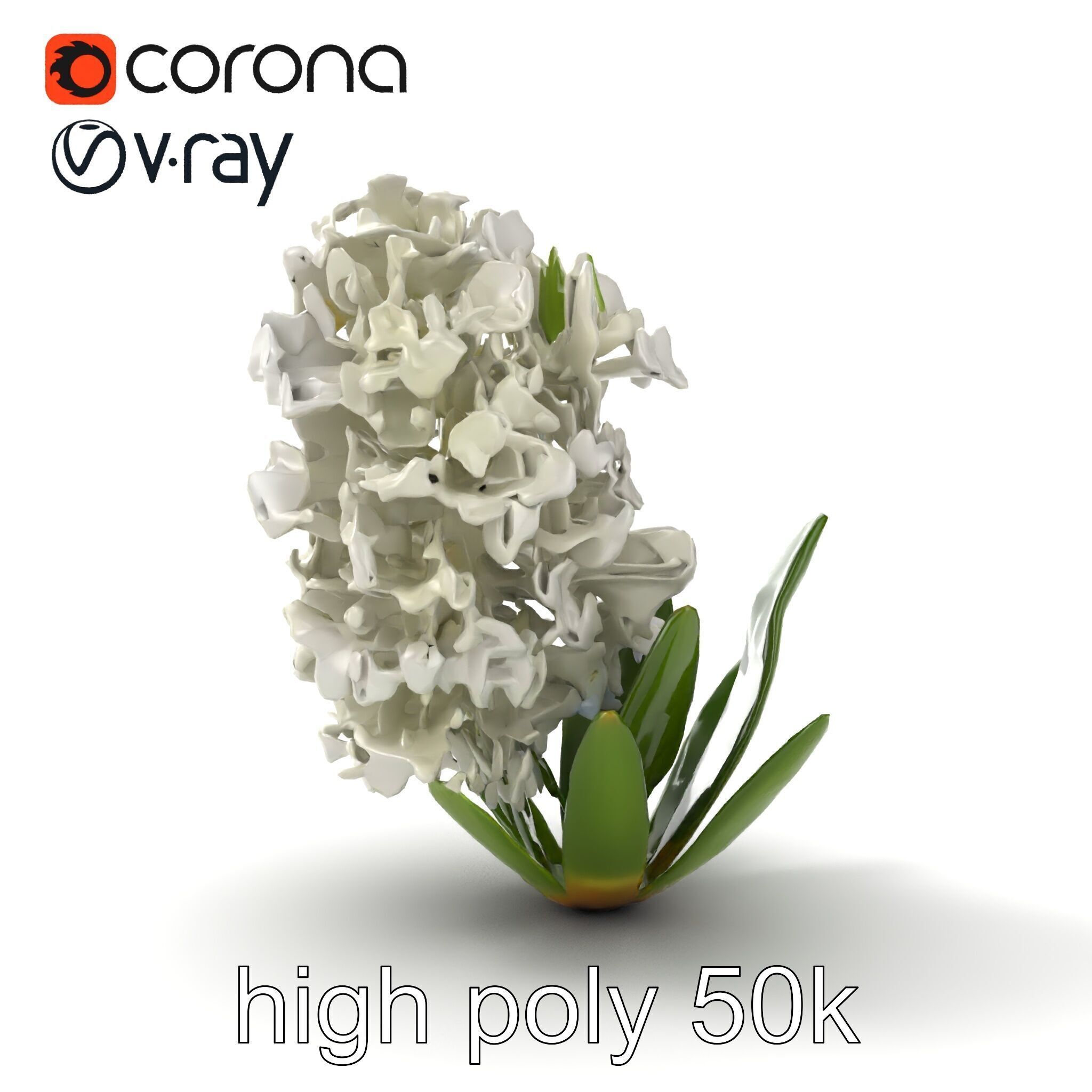 White Hyacinth Flower Realistic Model Pack Low-poly 3D model_19