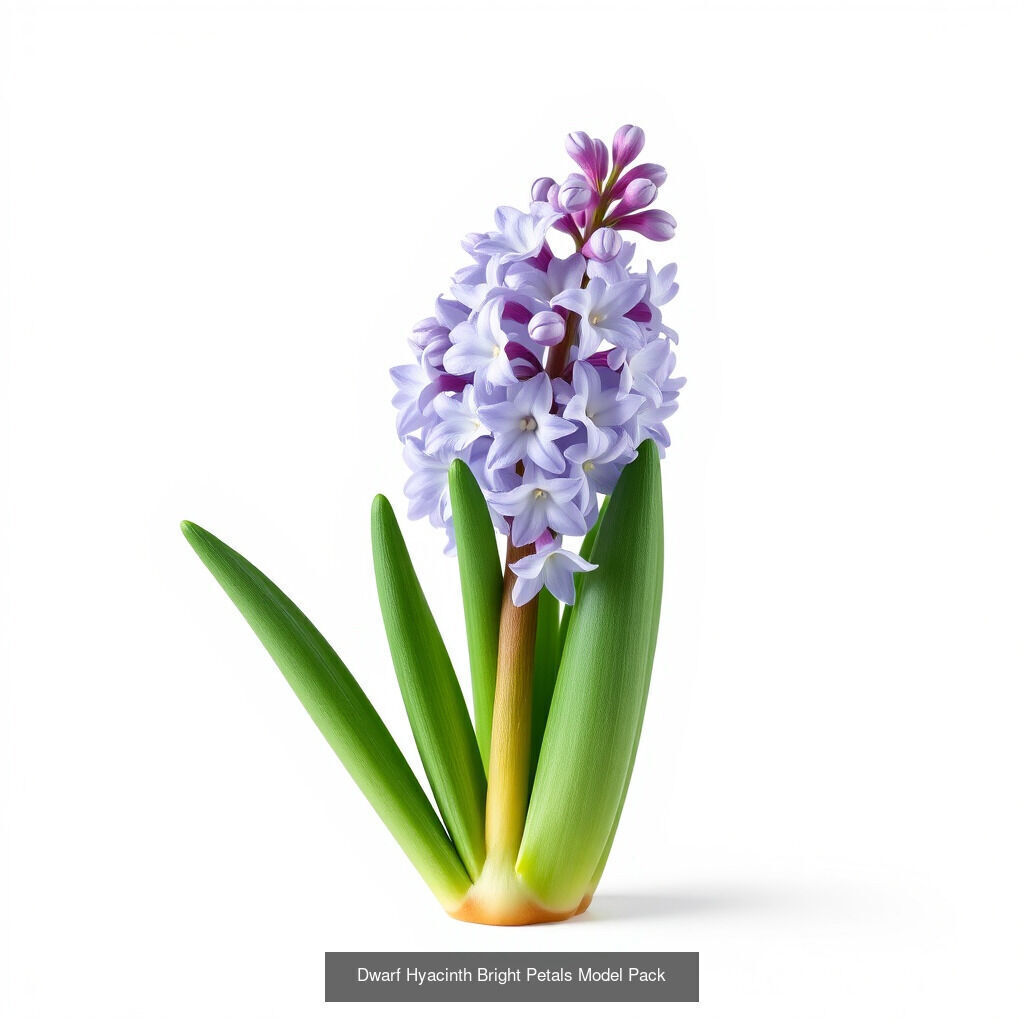Hyacinth Bloom Collection _13