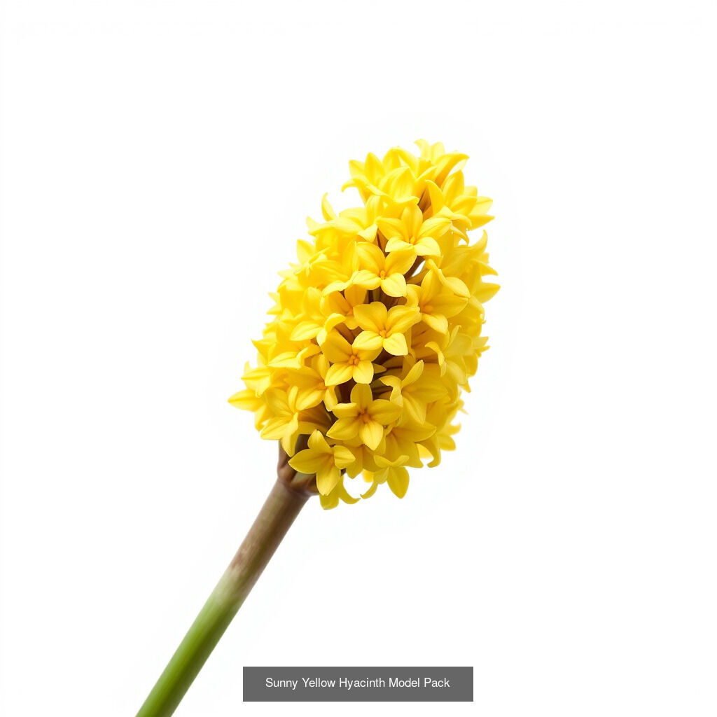 Hyacinth Bloom Collection _10