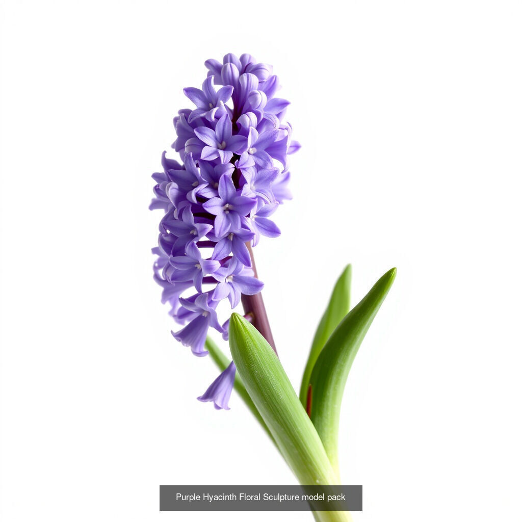 Hyacinth Bloom Collection _16