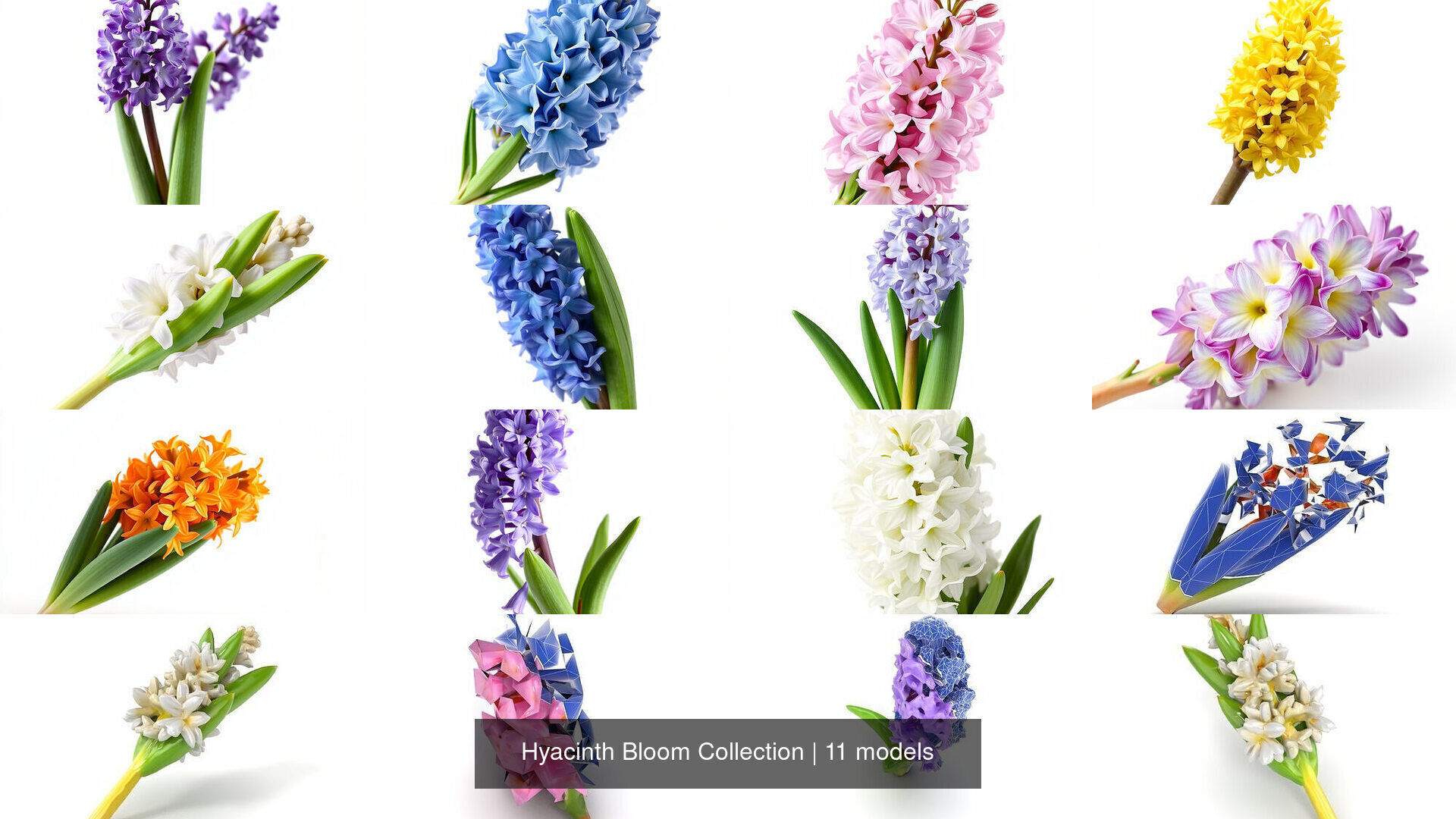 Hyacinth Bloom Collection _9
