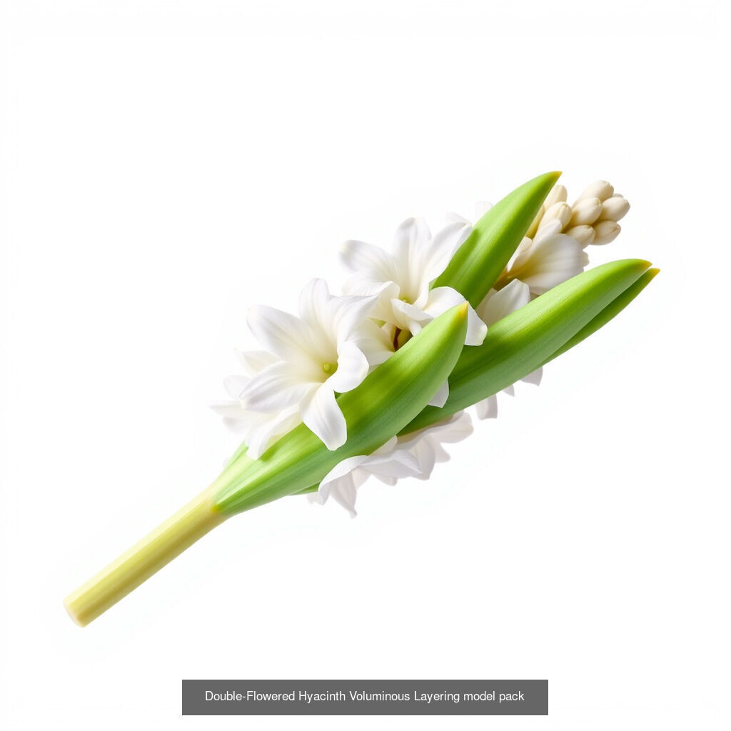 Hyacinth Bloom Collection _11