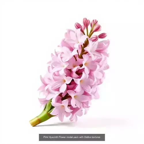 Hyacinth Bloom Collection