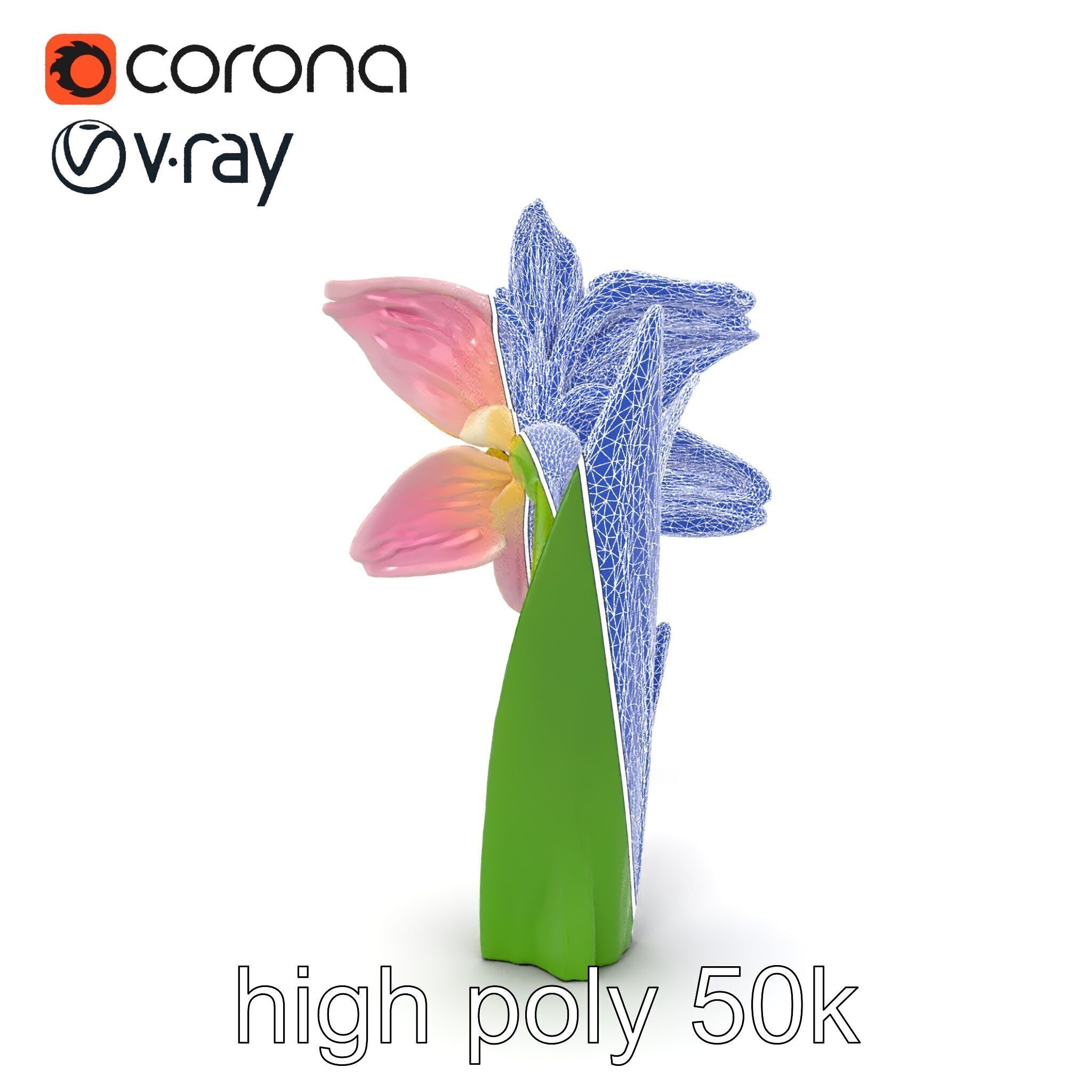 Narcissus Flower Realistic Botanical model pack Low-poly 3D model_24
