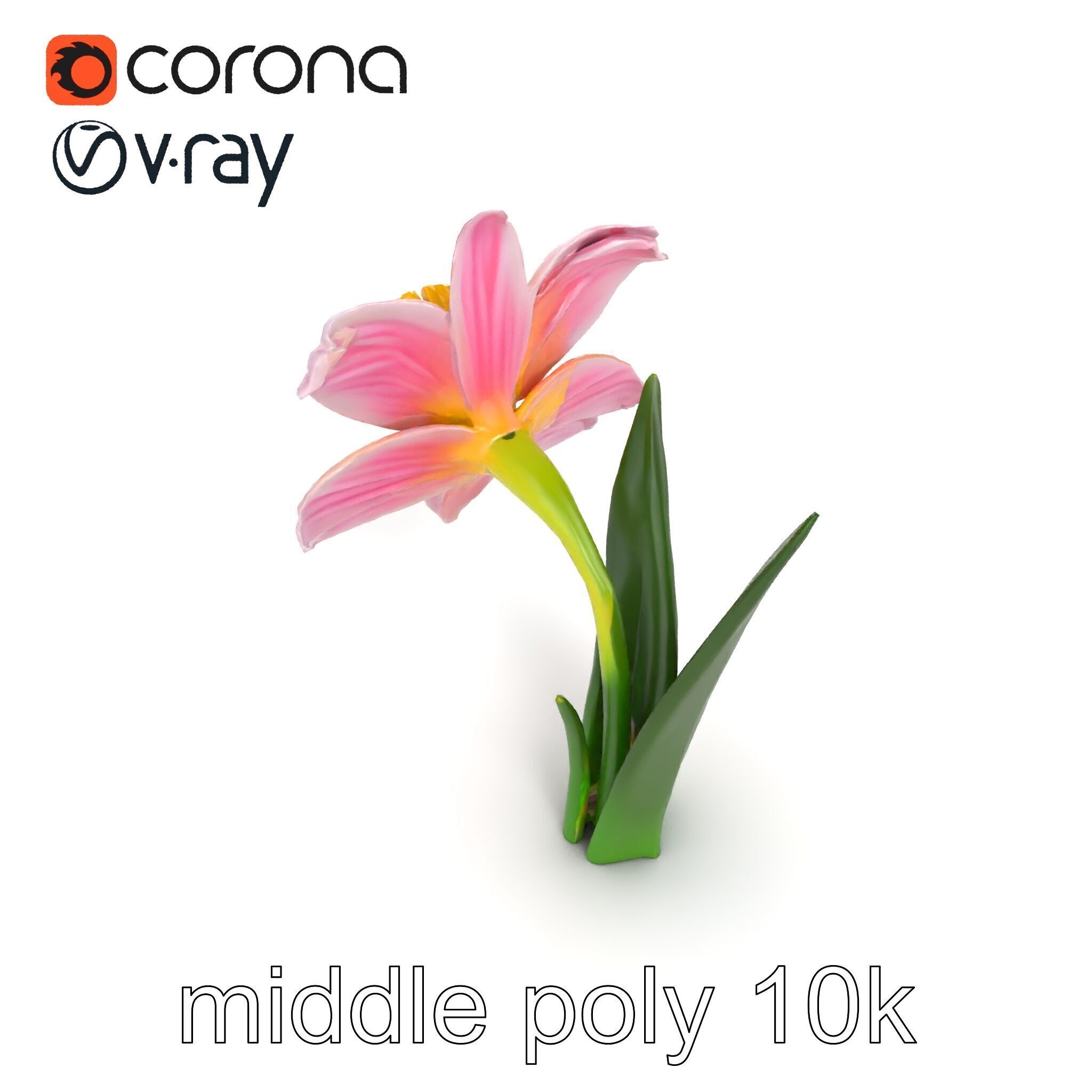 Narcissus Flower Realistic Botanical model pack Low-poly 3D model_13