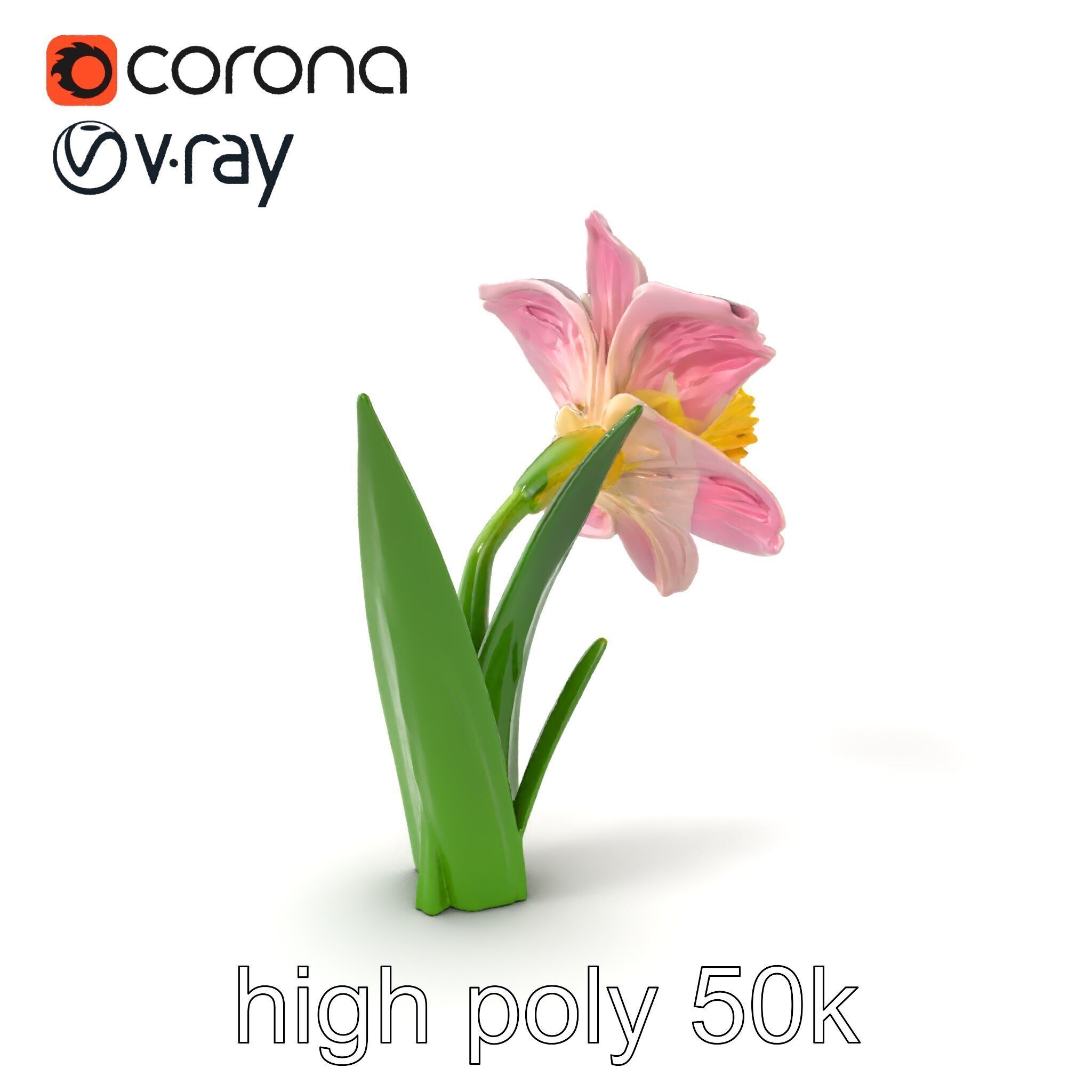 Narcissus Flower Realistic Botanical model pack Low-poly 3D model_2