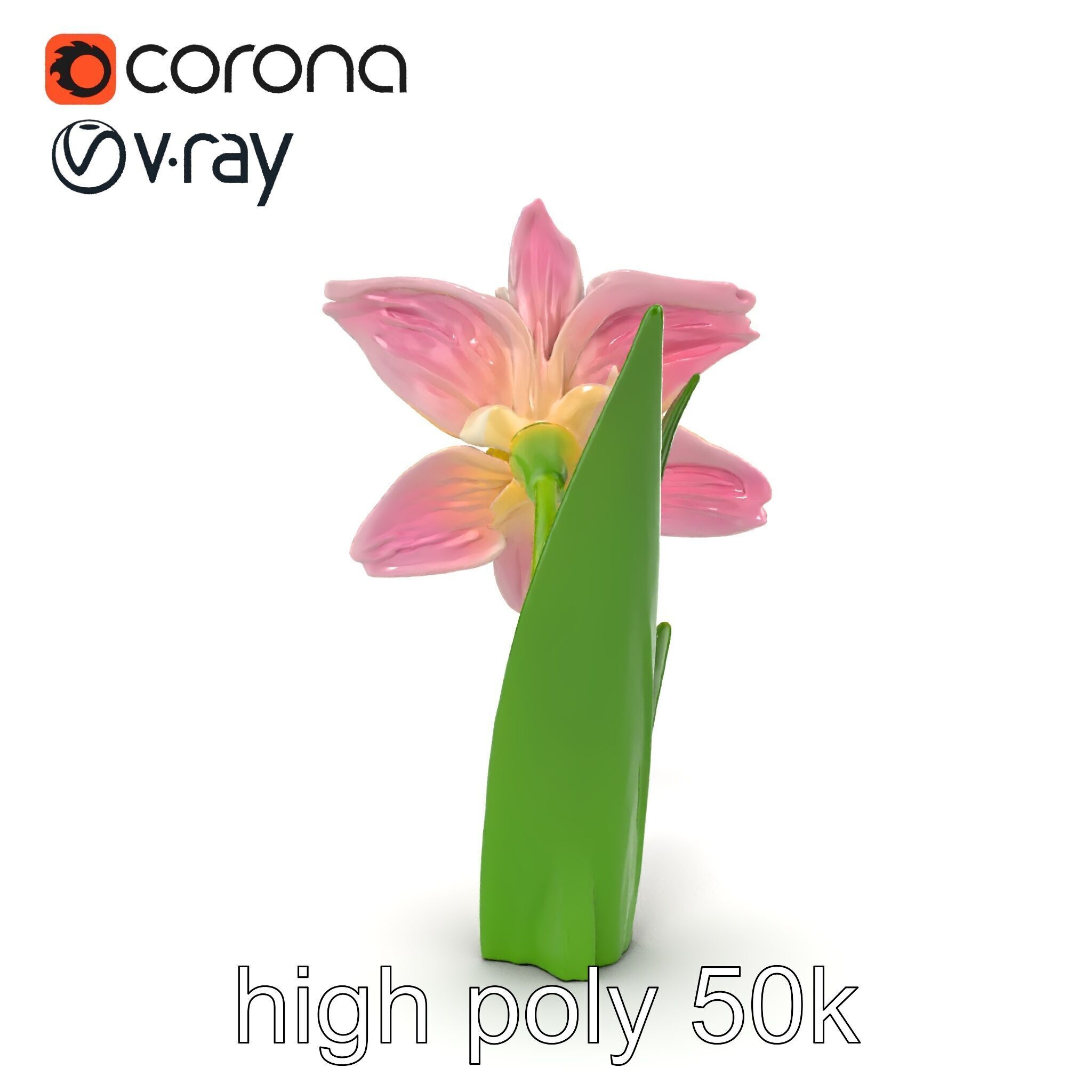 Narcissus Flower Realistic Botanical model pack Low-poly 3D model_26