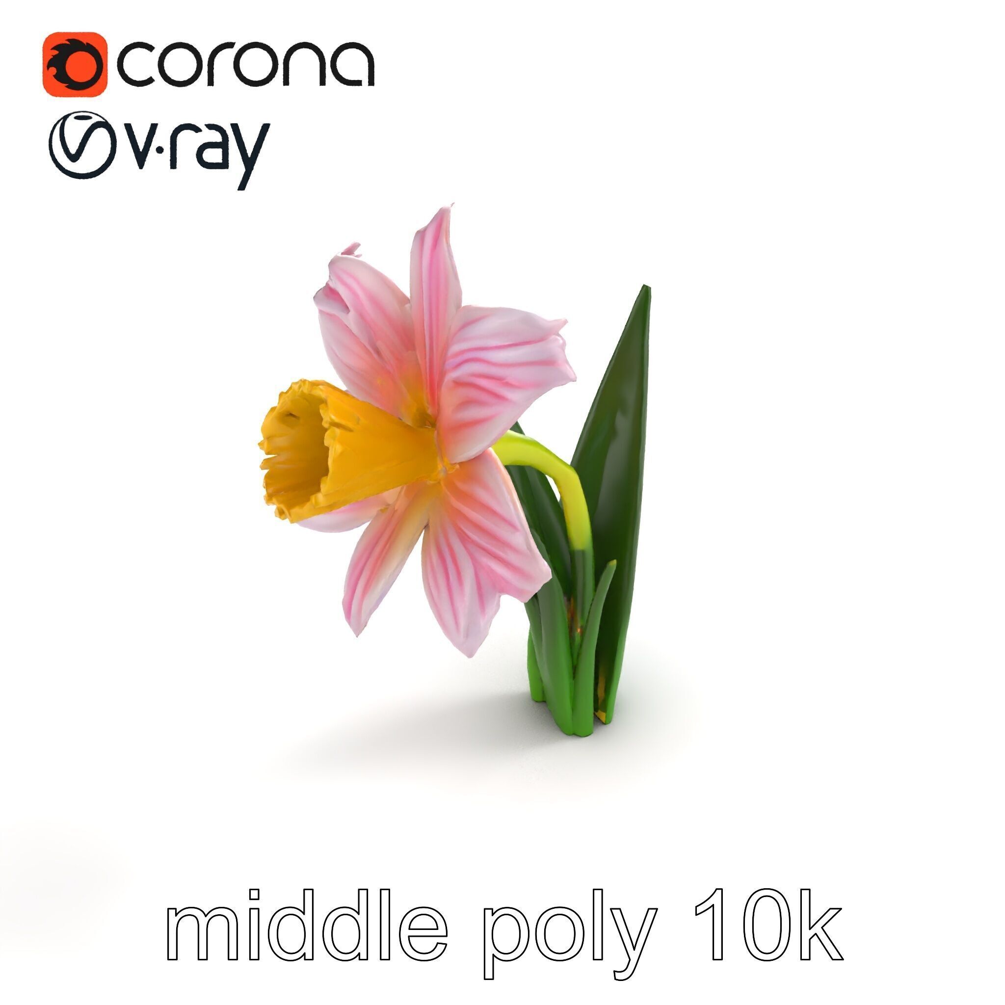 Narcissus Flower Realistic Botanical model pack Low-poly 3D model_7