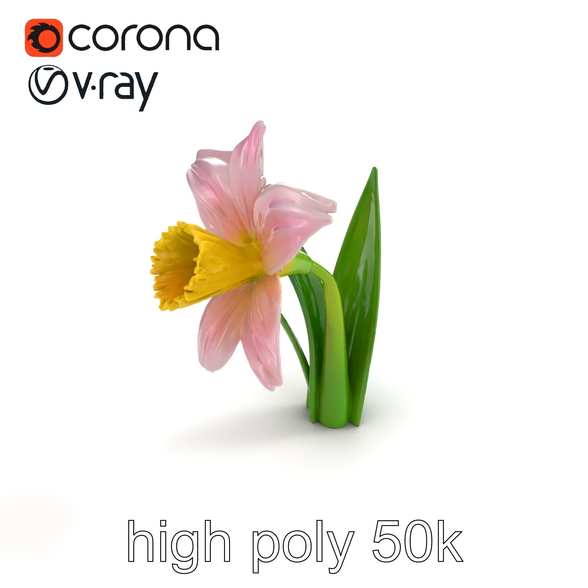 Narcissus Flower Realistic Botanical model pack Low-poly 3D model_9
