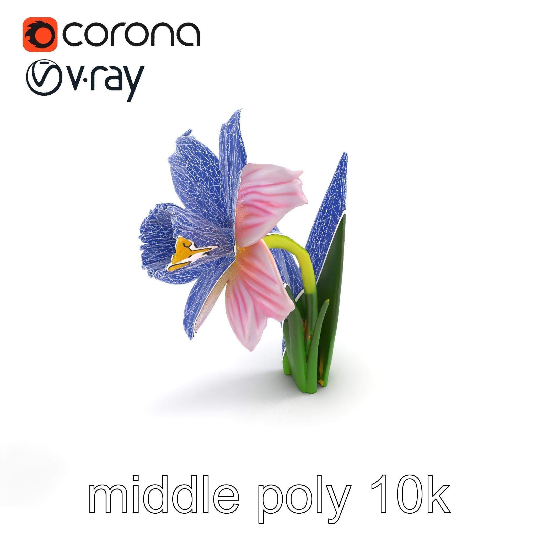Narcissus Flower Realistic Botanical model pack Low-poly 3D model_10
