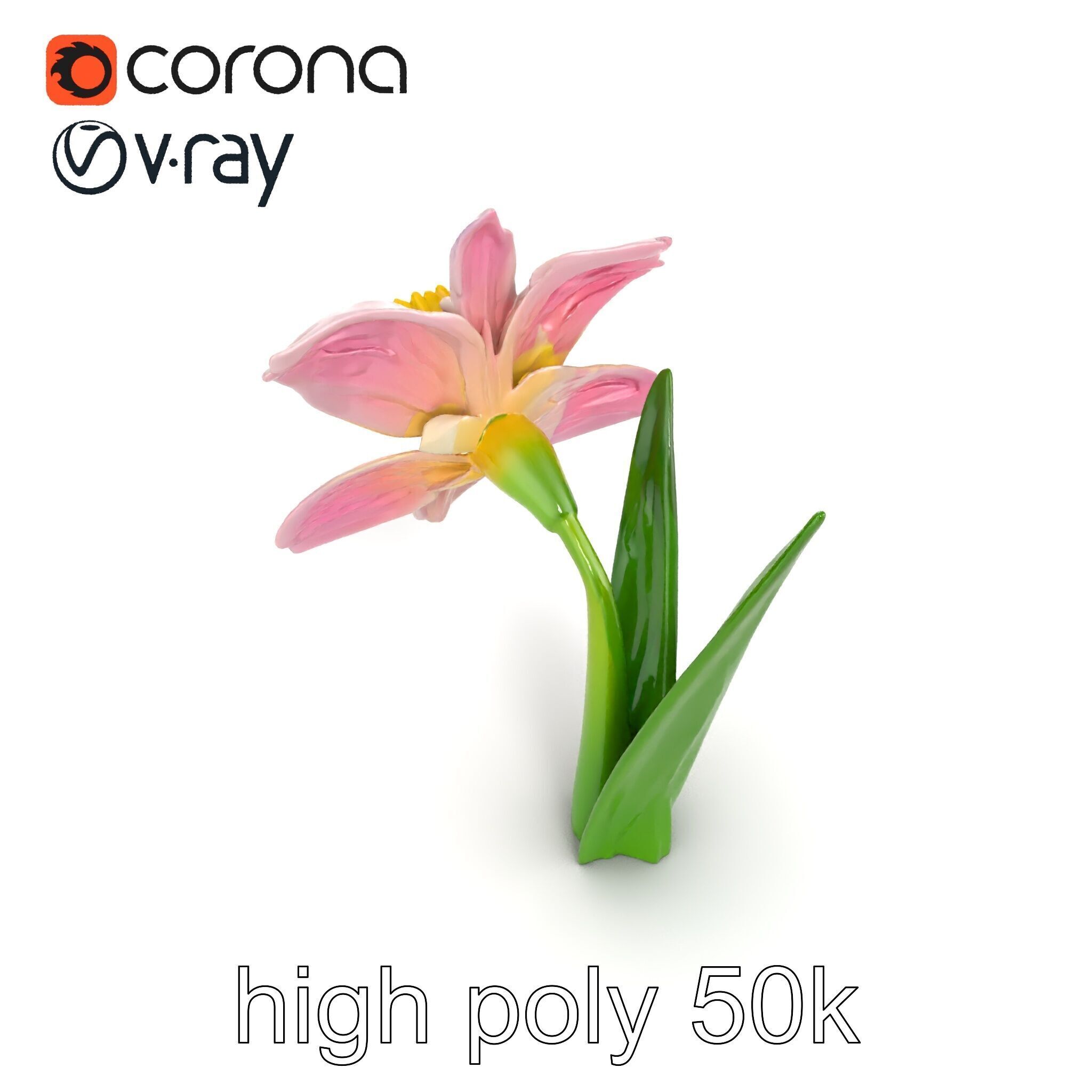 Narcissus Flower Realistic Botanical model pack Low-poly 3D model_18