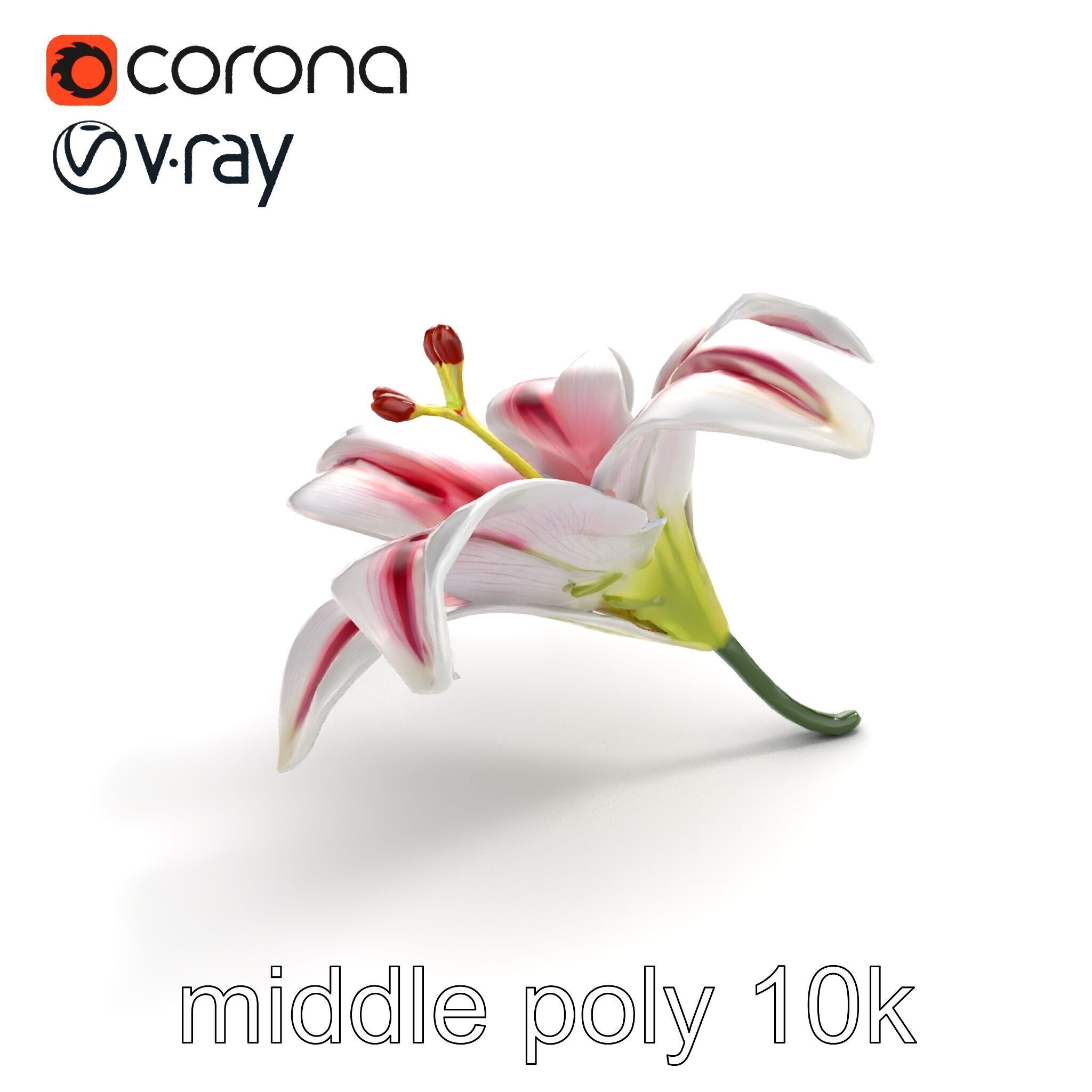 Martagon Lily Floral Model Pack with Intricate Petals Low-poly 3D model_7