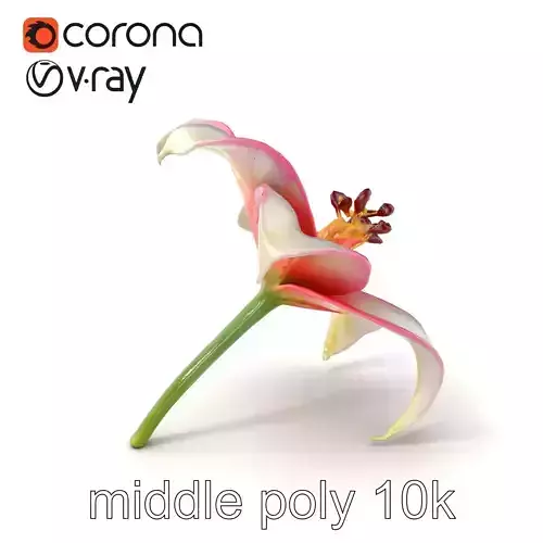 Regal Lily Flower Realistic Texture model pack Low-poly 3D model Regal Lily Flower Realistic Texture model pack Low-poly 3D model