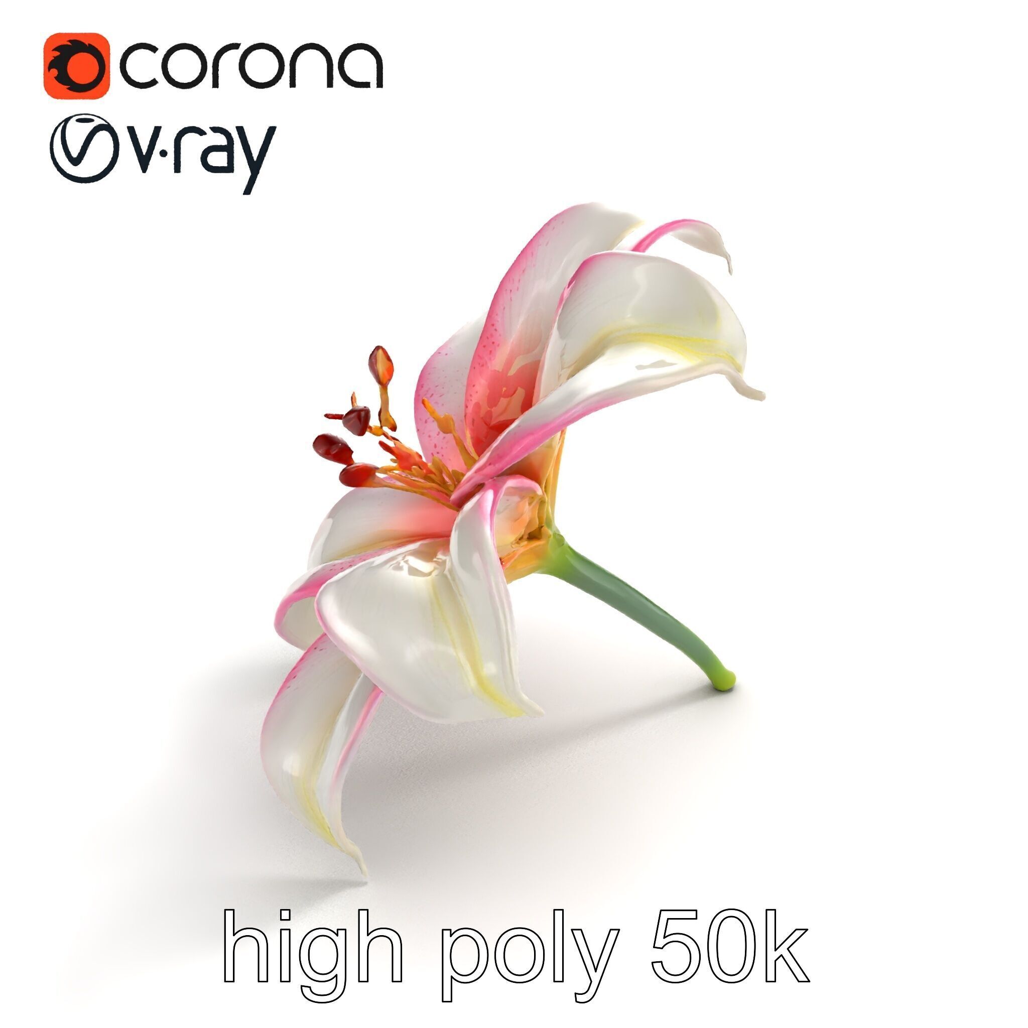 Regal Lily Flower Realistic Texture model pack Low-poly 3D model_9