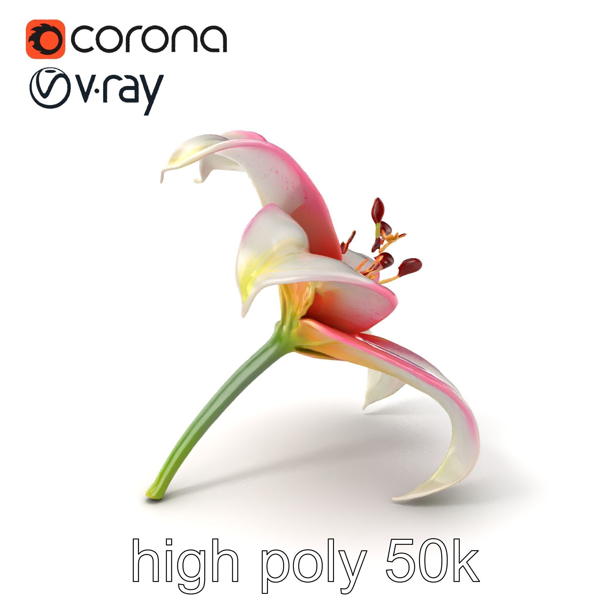 Regal Lily Flower Realistic Texture model pack Low-poly 3D model_2