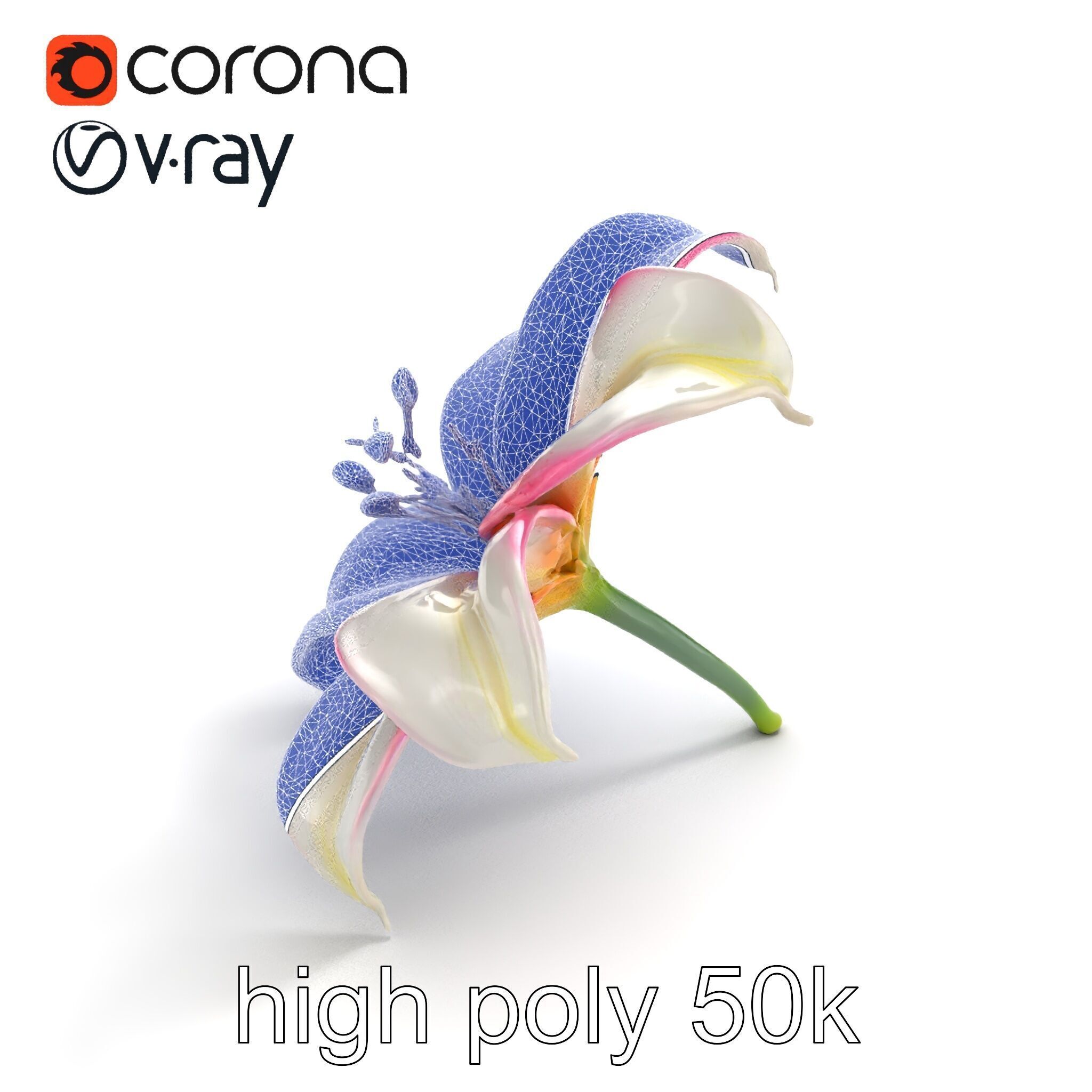 Regal Lily Flower Realistic Texture model pack Low-poly 3D model_14