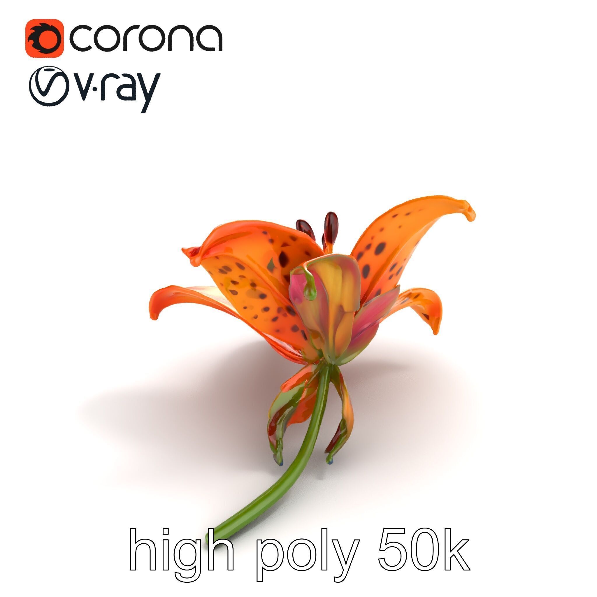 Leopard Lily Botanical Floral Sculpture model pack Low-poly 3D model_9