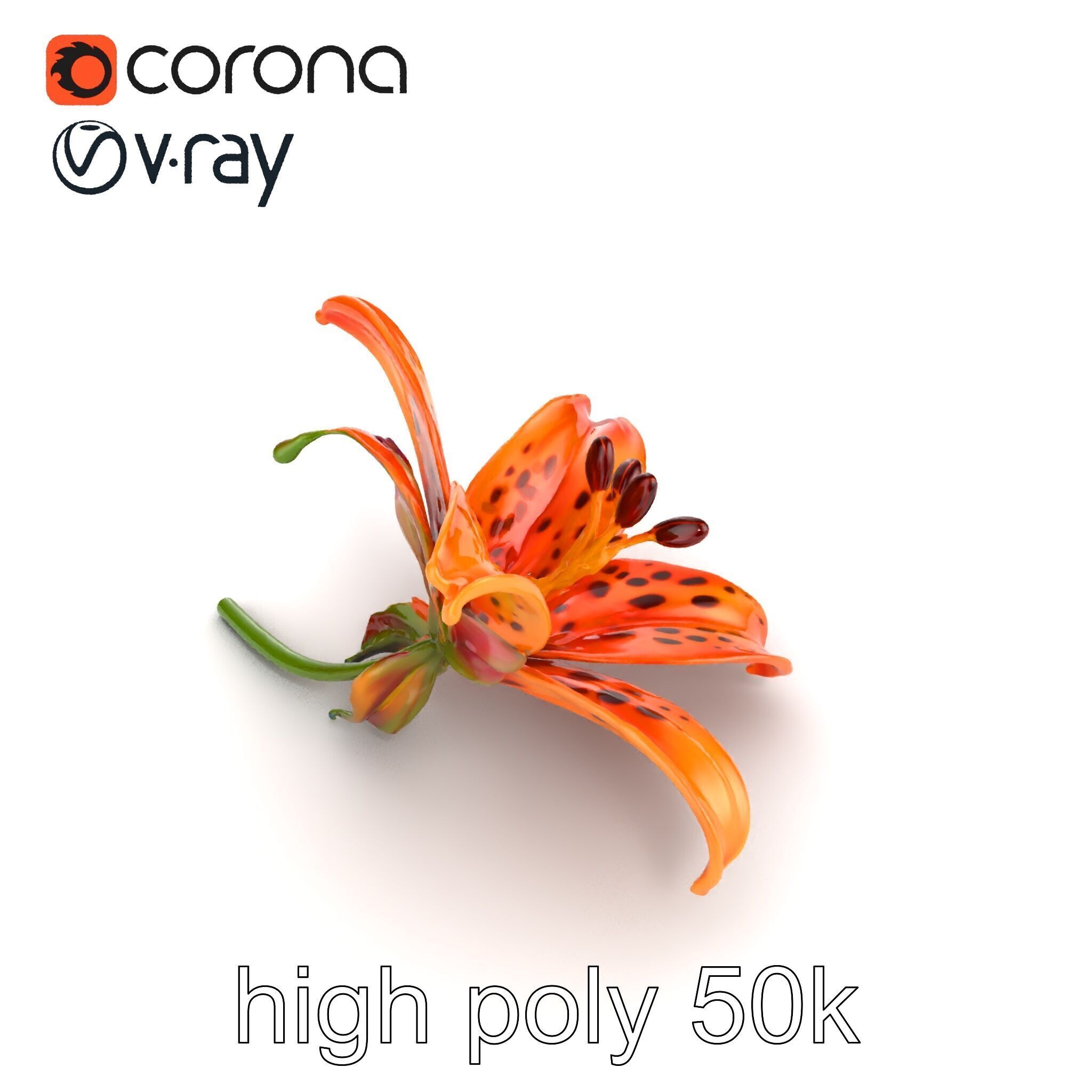 Leopard Lily Botanical Floral Sculpture model pack Low-poly 3D model_20