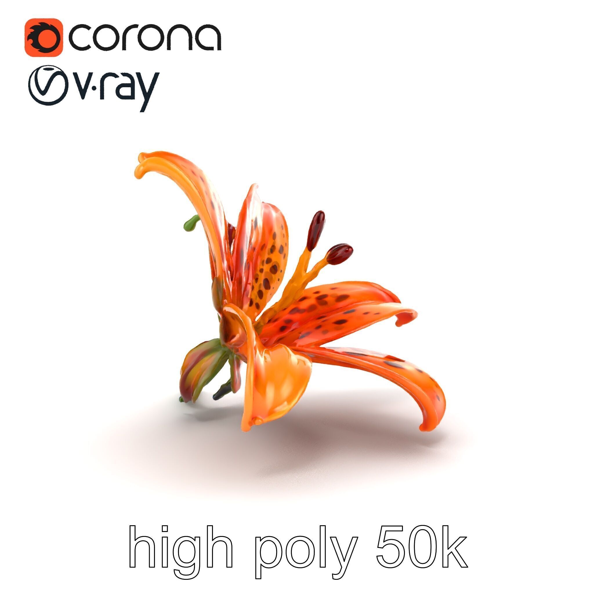 Leopard Lily Botanical Floral Sculpture model pack Low-poly 3D model_27