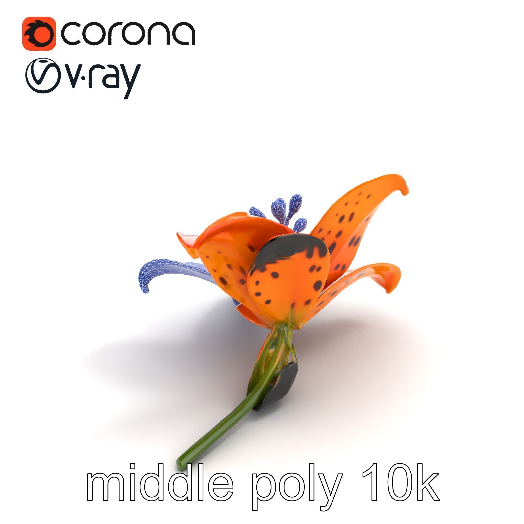 Leopard Lily Botanical Floral Sculpture model pack Low-poly 3D model_21